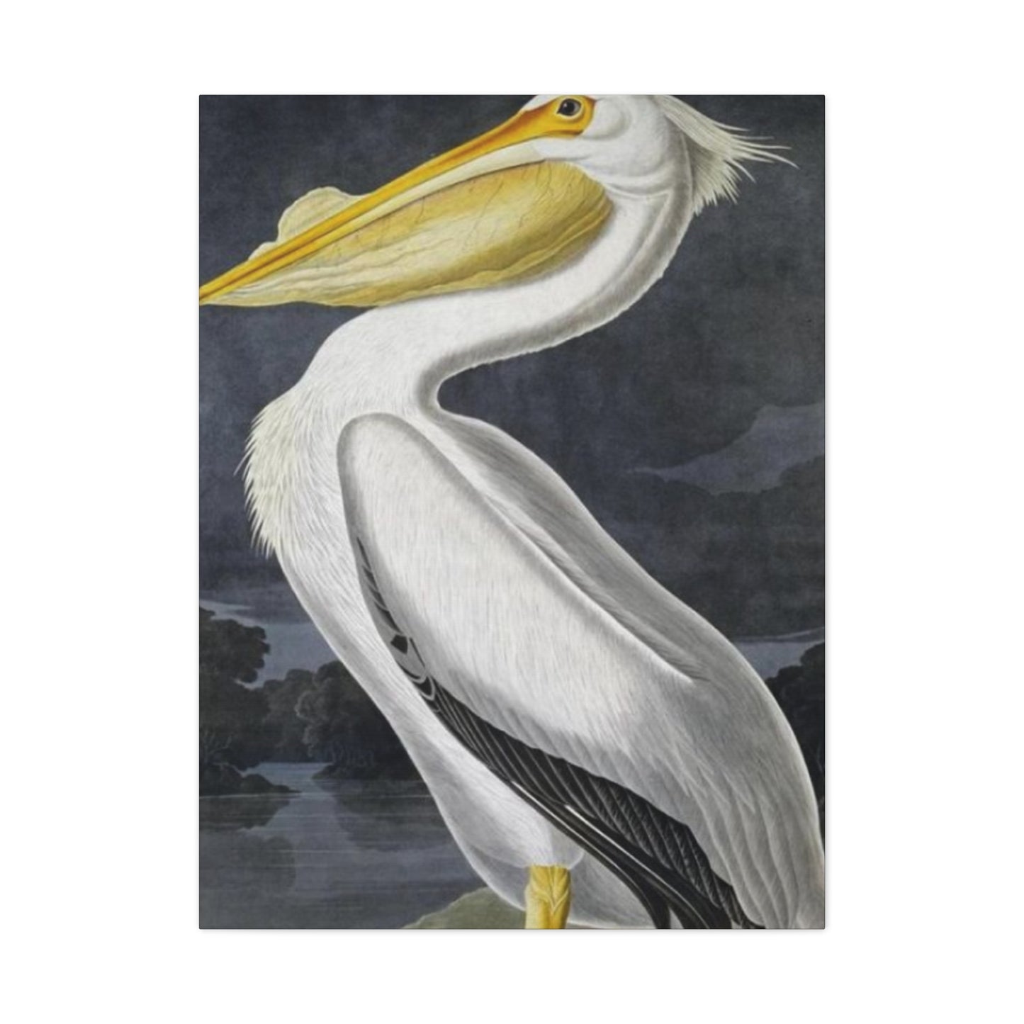 Long Fat Beak Pelican Candid Drawing Wall Art & Canvas Prints