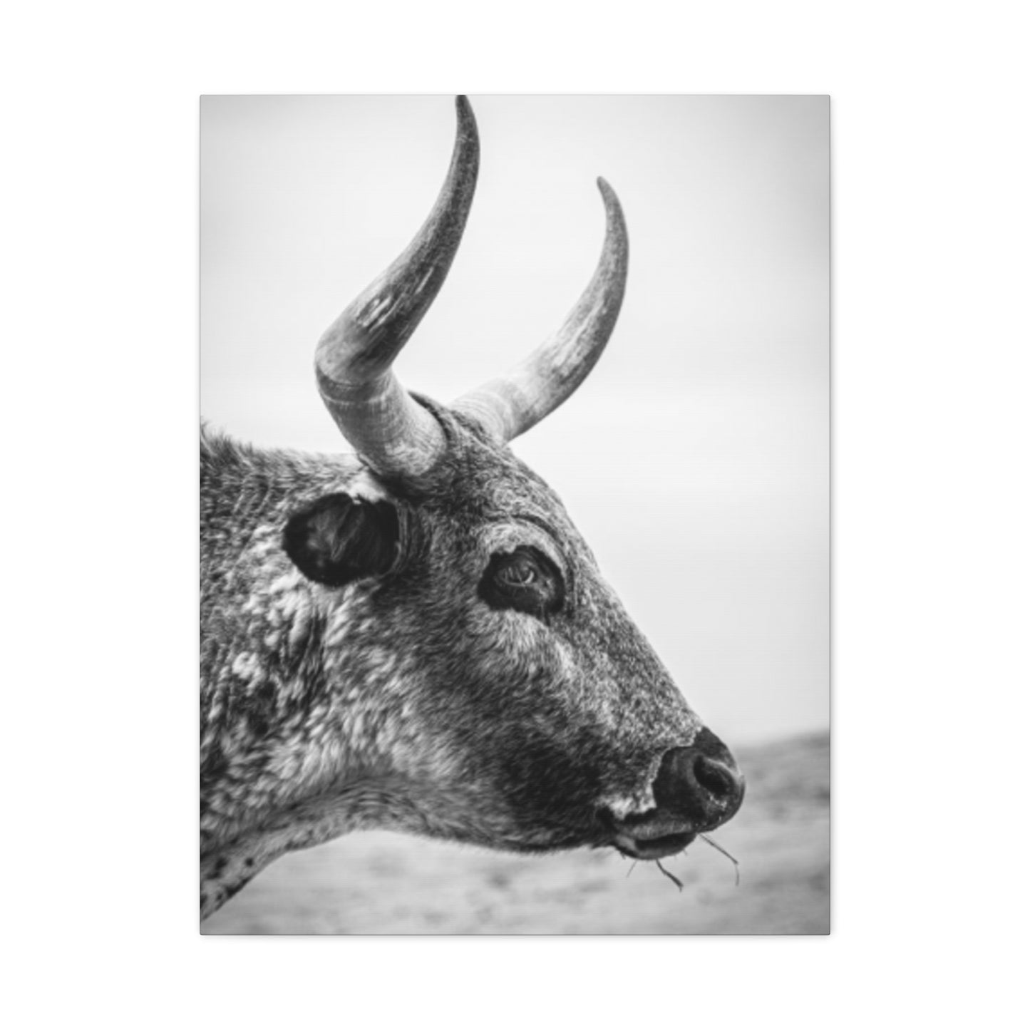 Wild Bull Curvy Longhorn Wall Art & Canvas Prints