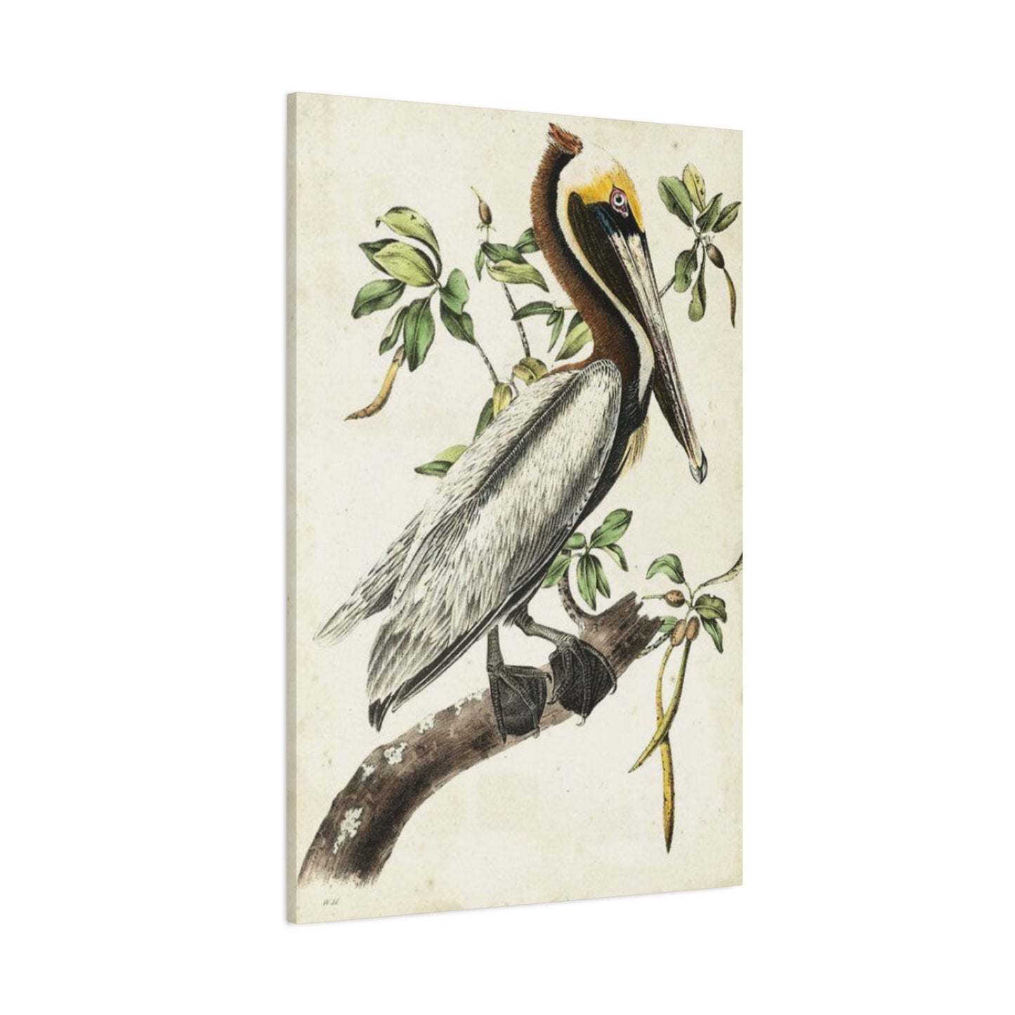 Pelican On A Branch Painting Wall Art & Canvas Prints