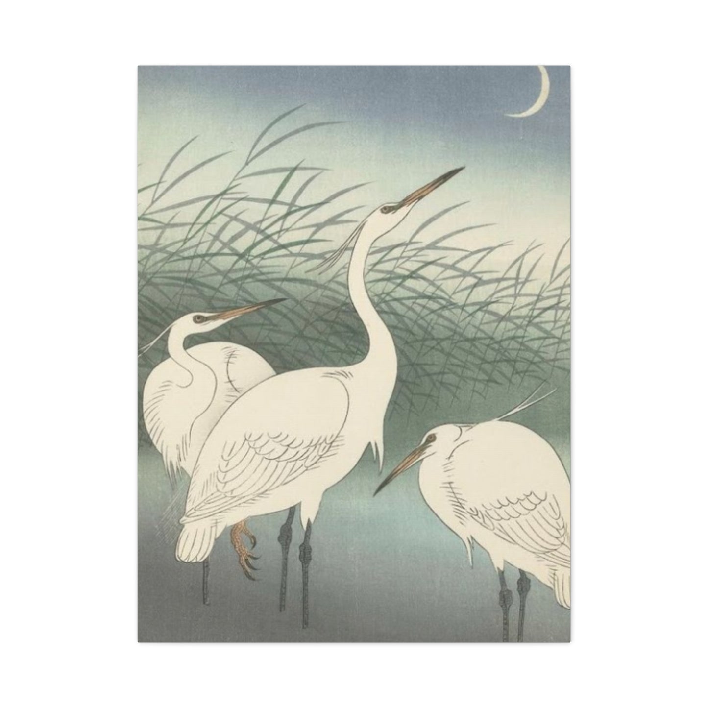 Beautiful Herons Together Wall Art & Canvas Prints