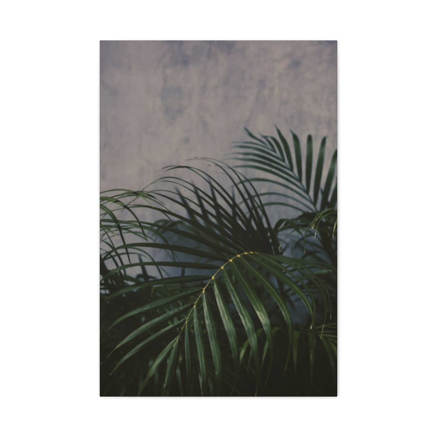 Leaves Of Palm Tree At Night Wall Art & Canvas Prints