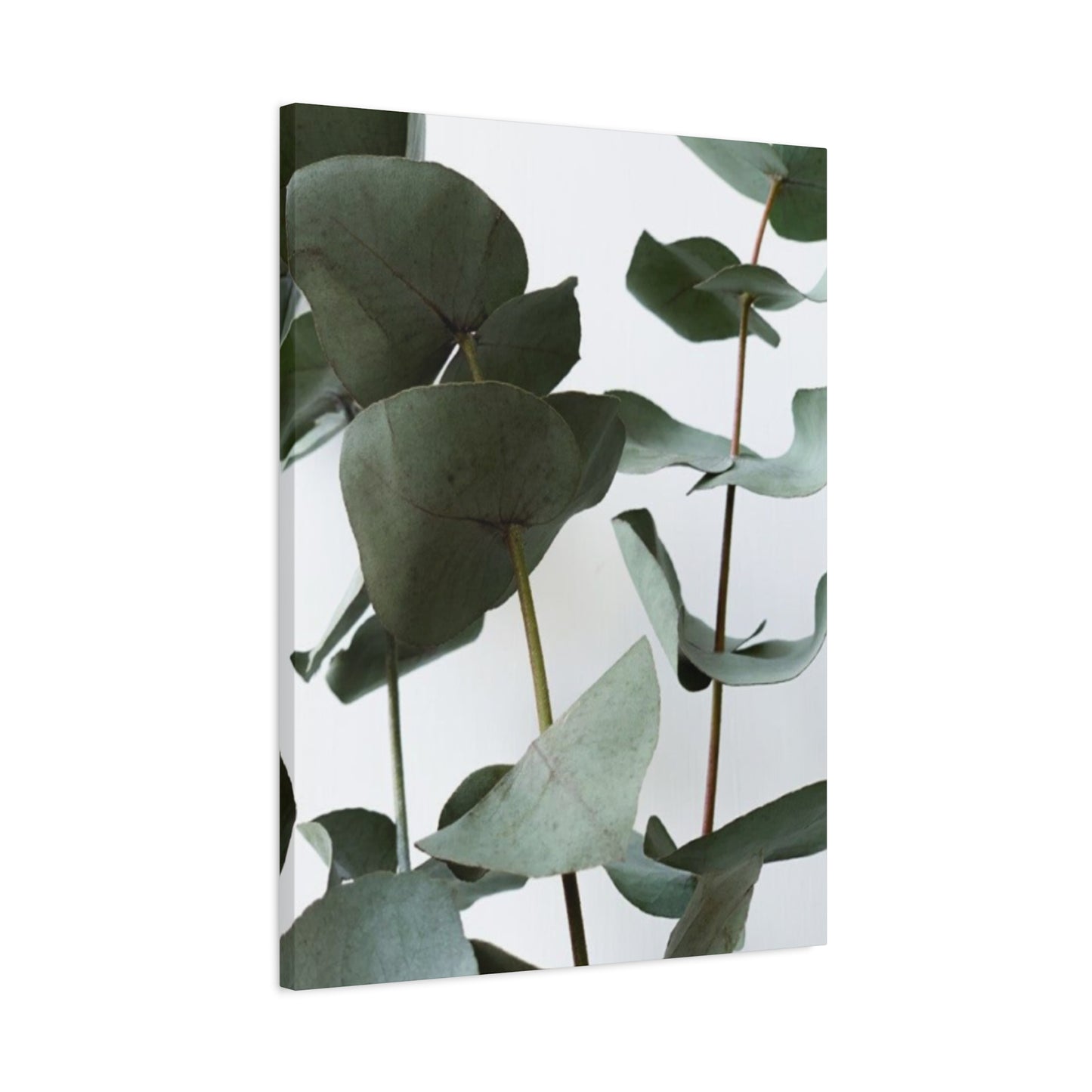 Eucalyptus Stem Wall Art & Canvas Prints