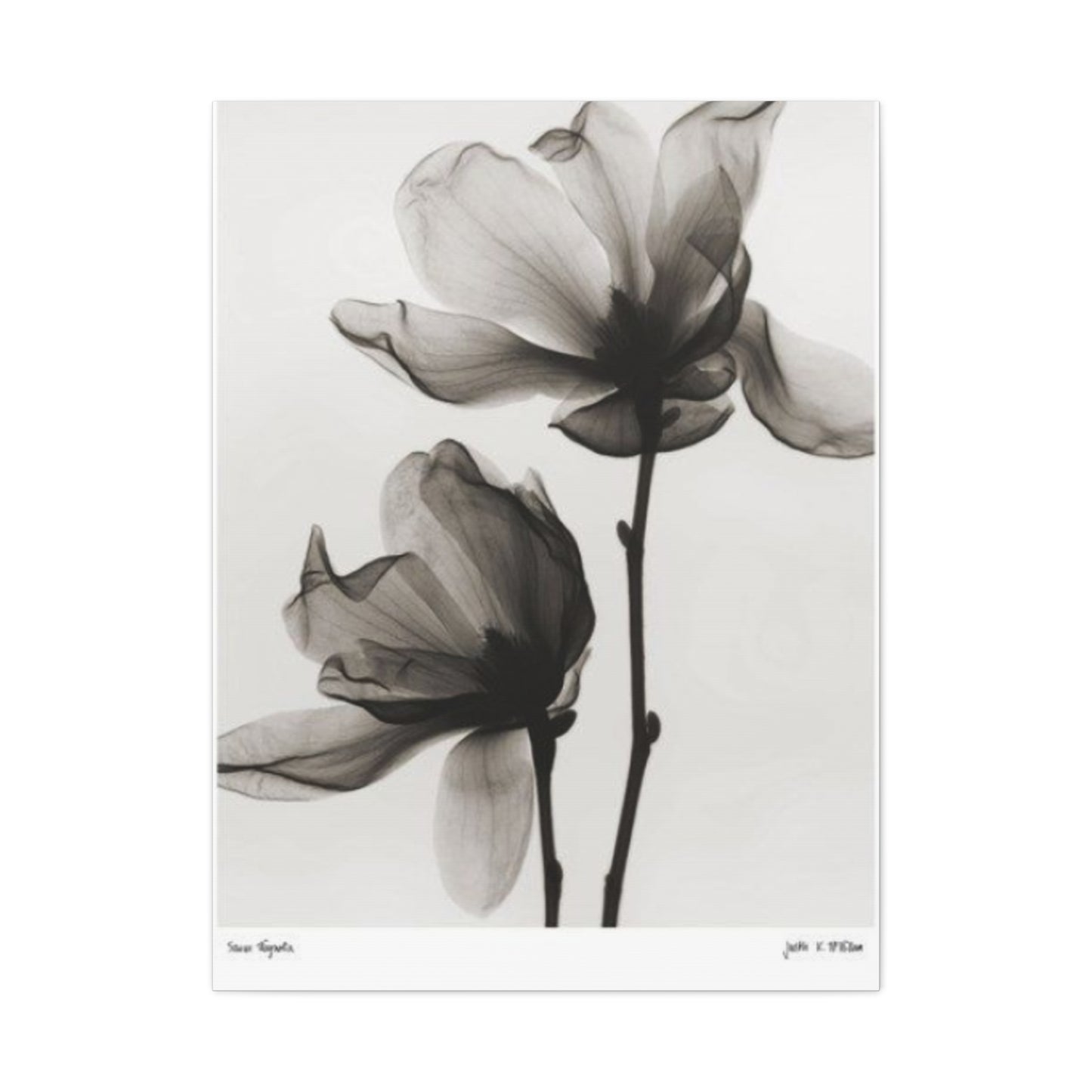 Beautiful Magnolia Flower X Ray Photo Wall Art & Canvas Prints