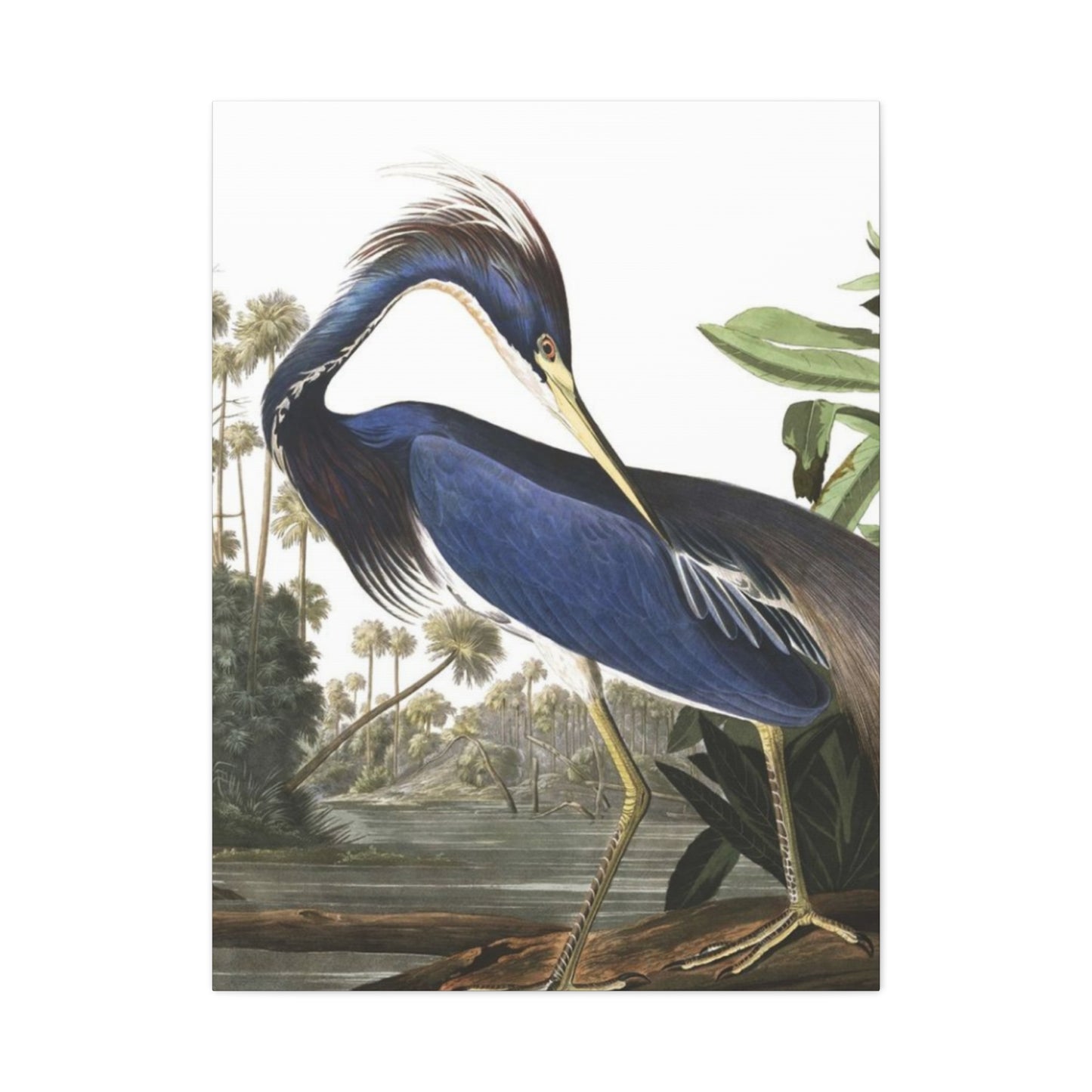 Beautiful Herons Wall Art & Canvas Prints