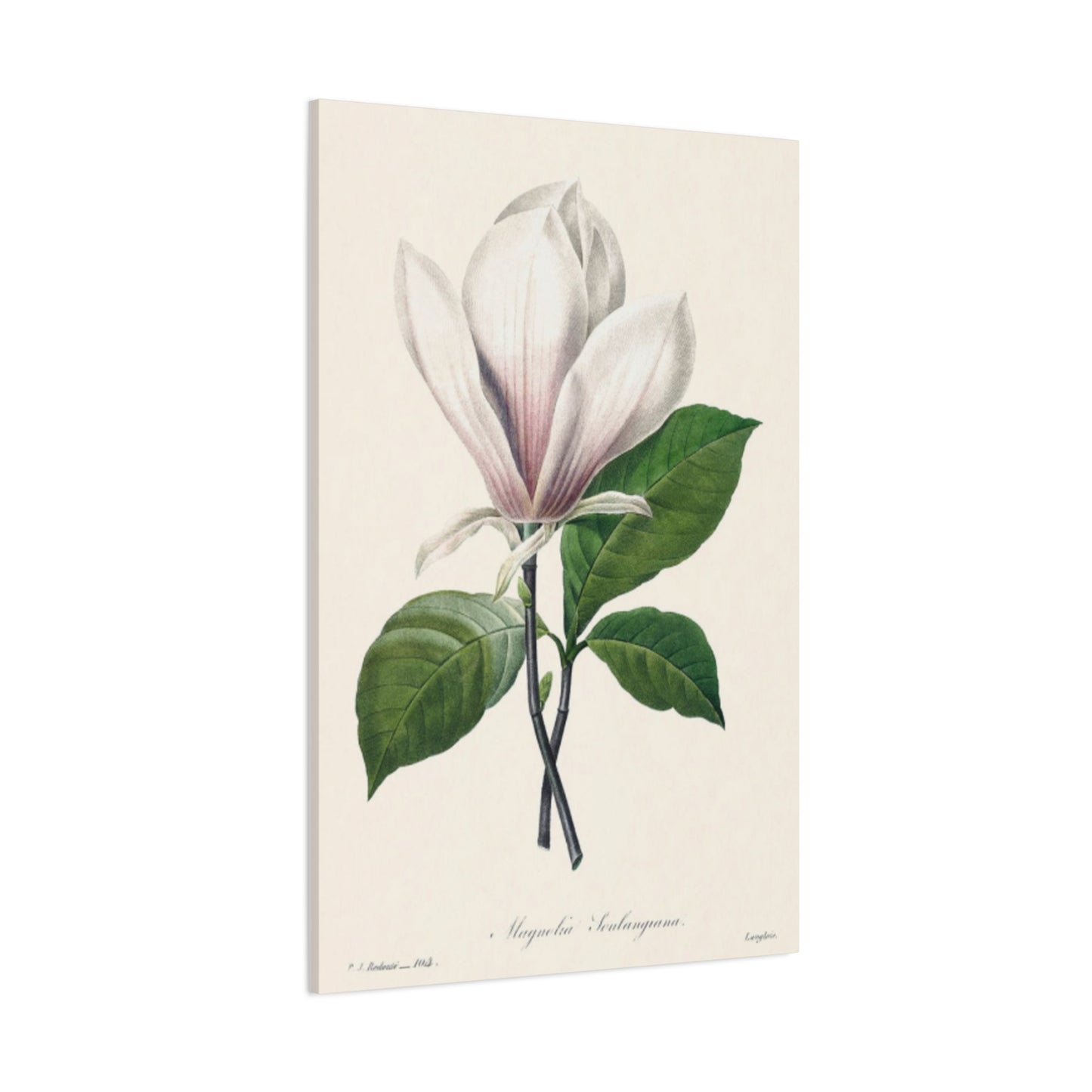 Beautiful Pink Magnolia Flower Painting Wall Art & Canvas Prints