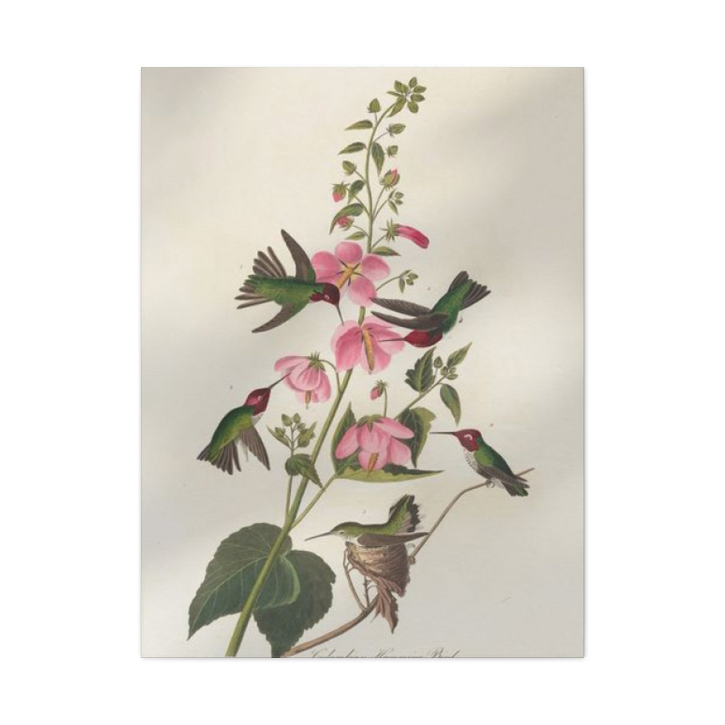 Humming Bird On Flower Painting Wall Art & Canvas Prints