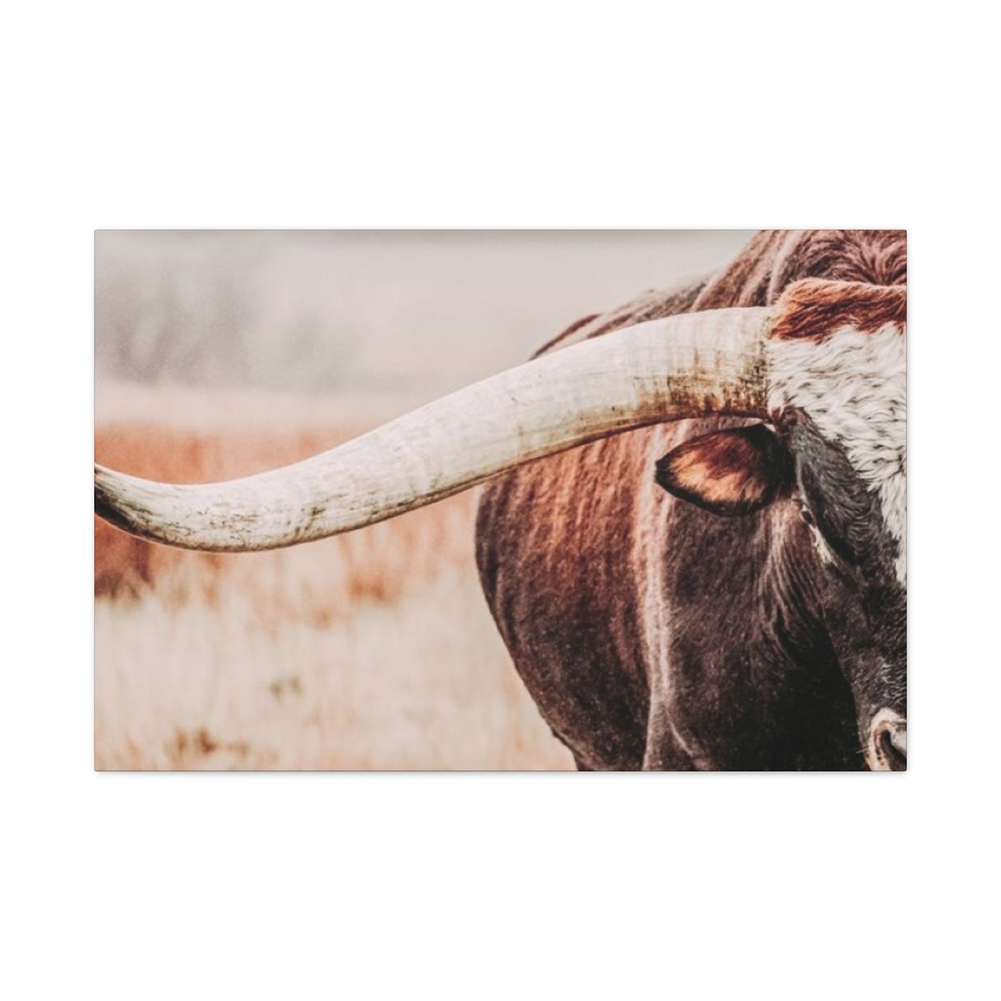 Old Hairy Bull Long Horns Wall Art & Canvas Prints