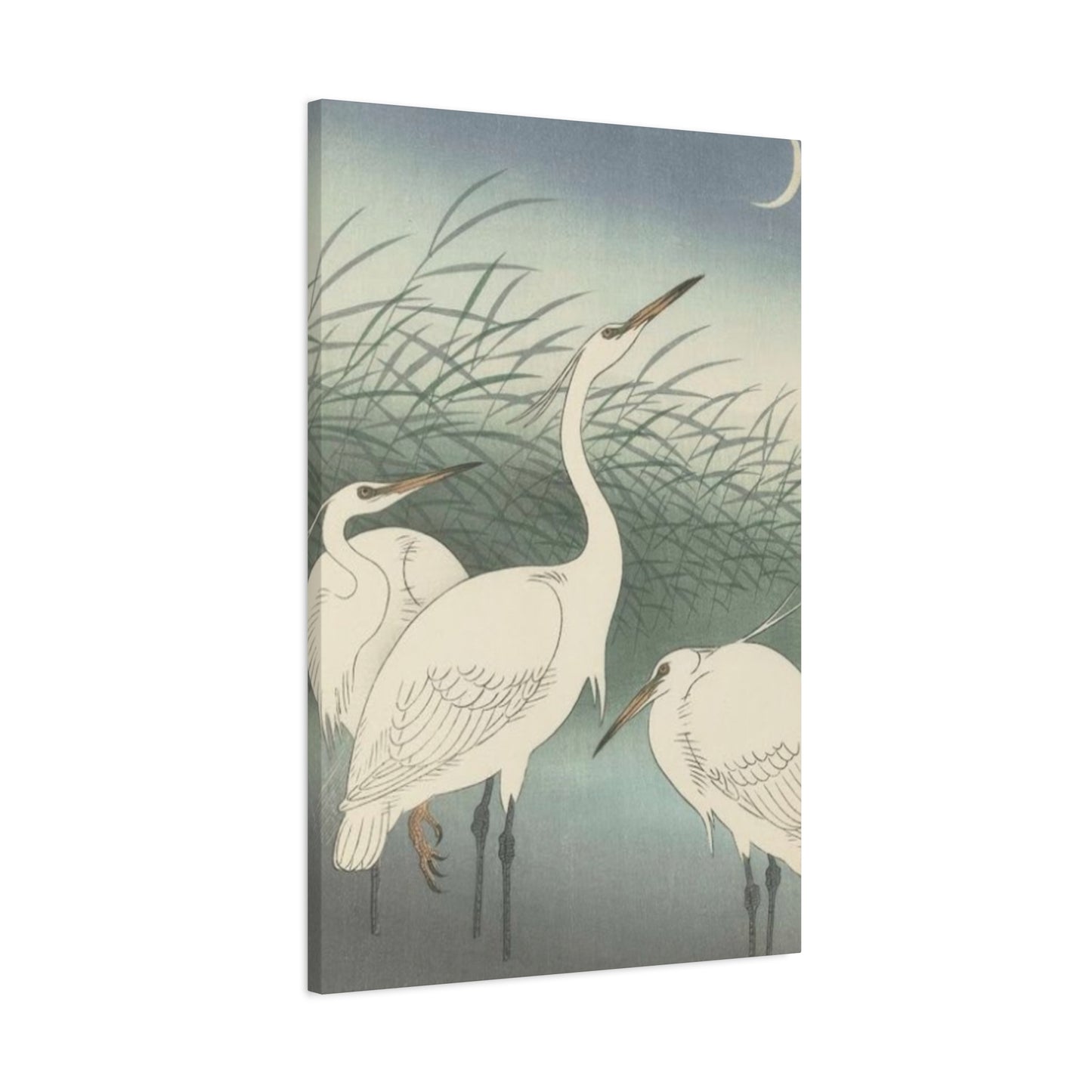 Beautiful Herons Together Wall Art & Canvas Prints