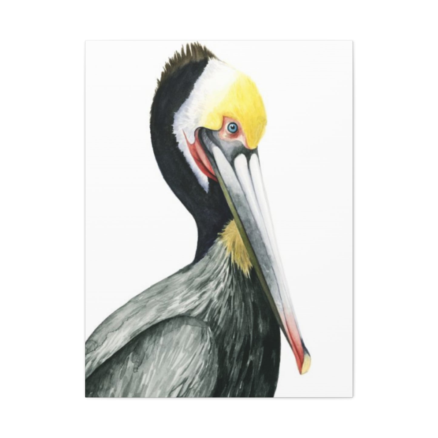 Long Beak Pelican Candid Drawing Wall Art & Canvas Prints