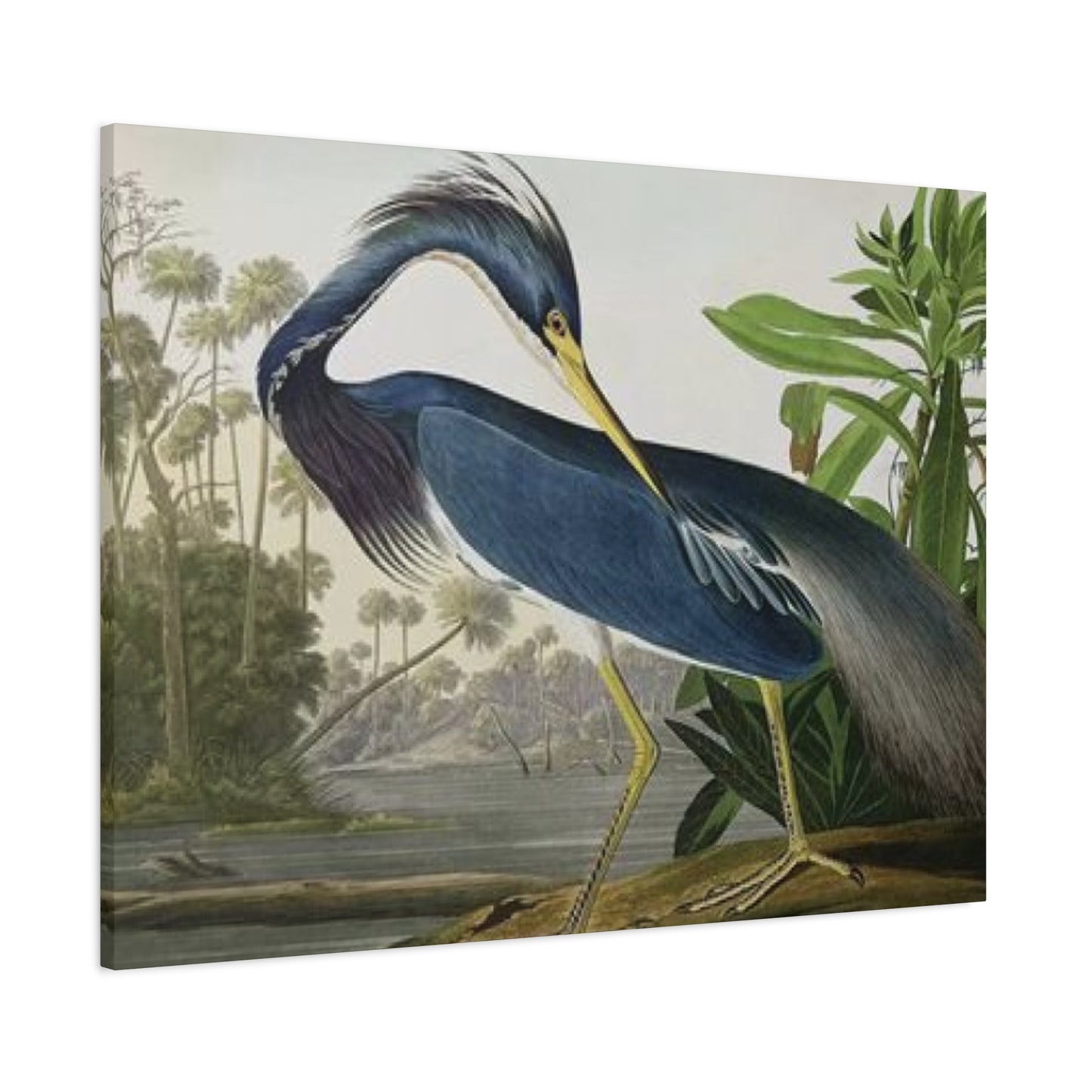 Long Feather Pelican Wall Art & Canvas Prints