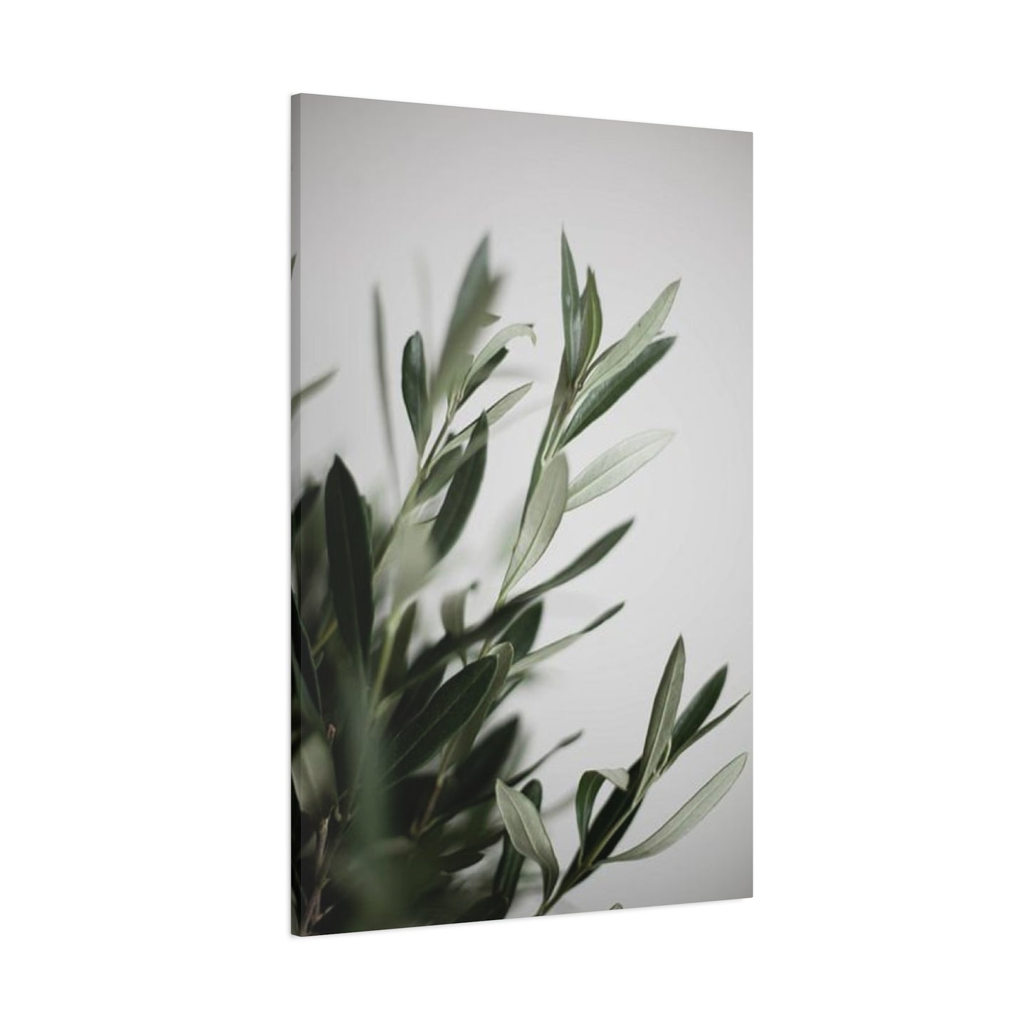 Plant Olive Green Wall Art & Canvas Prints