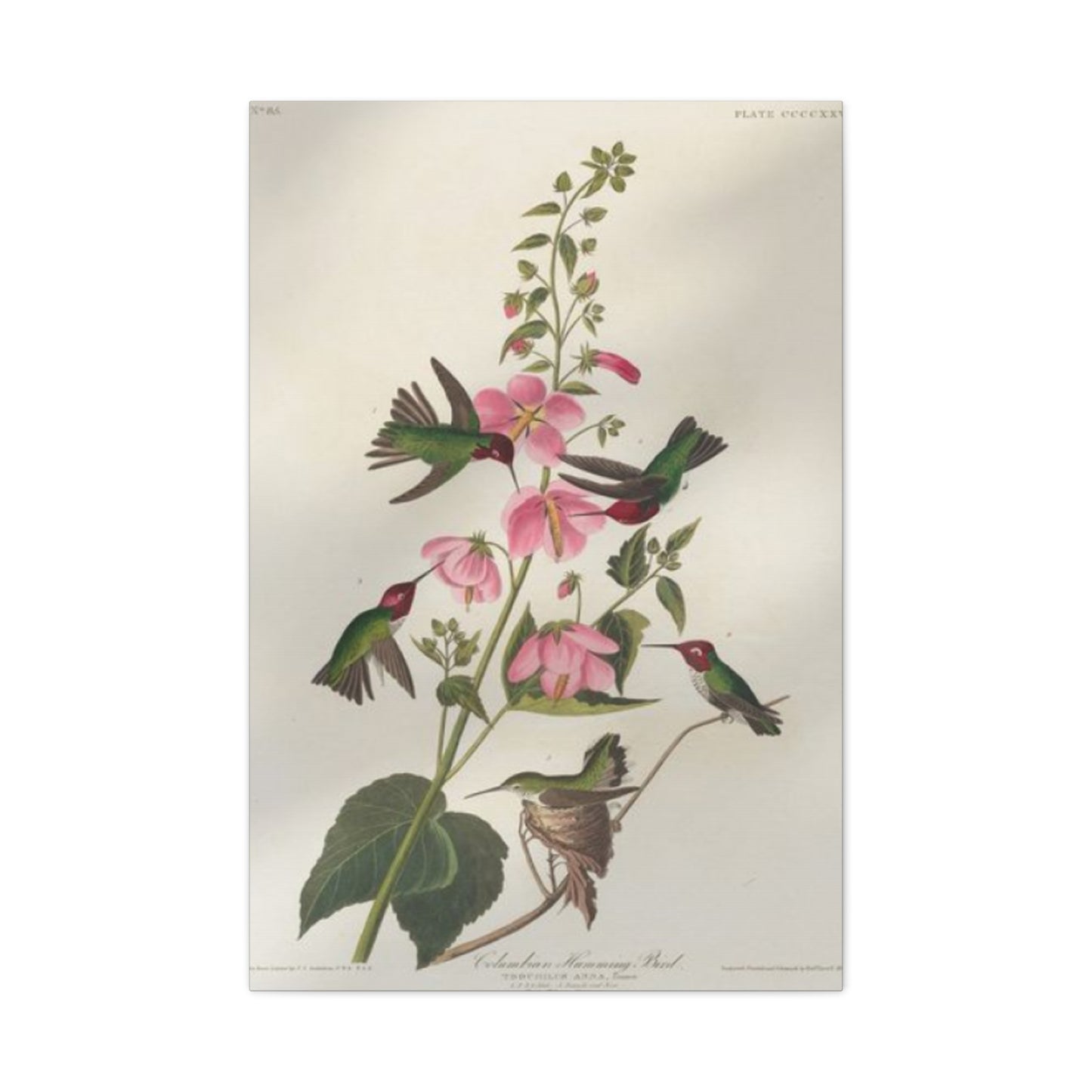 Humming Bird On Flower Painting Wall Art & Canvas Prints