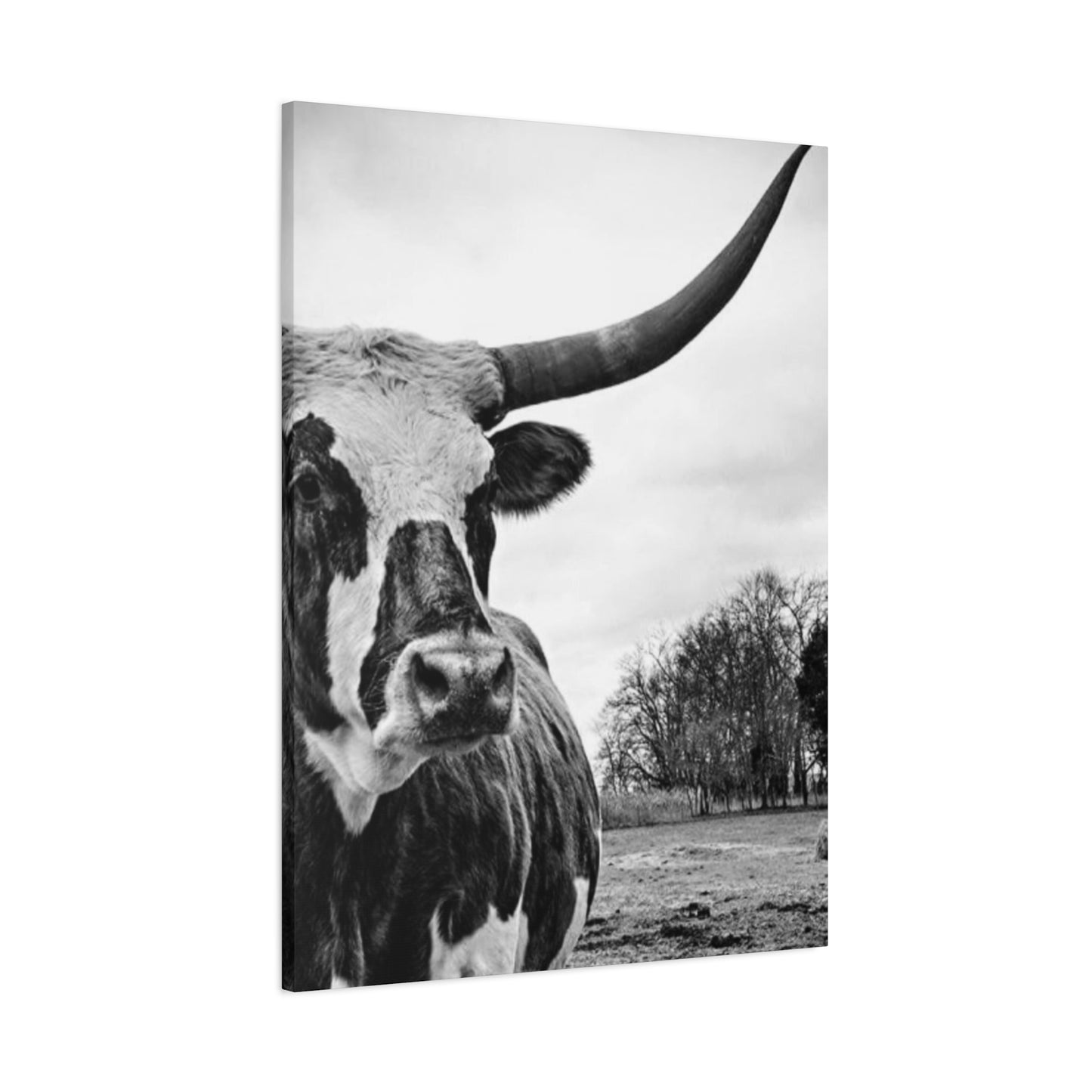 Wild Buffalo Longhorn Photos Wall Art & Canvas Prints