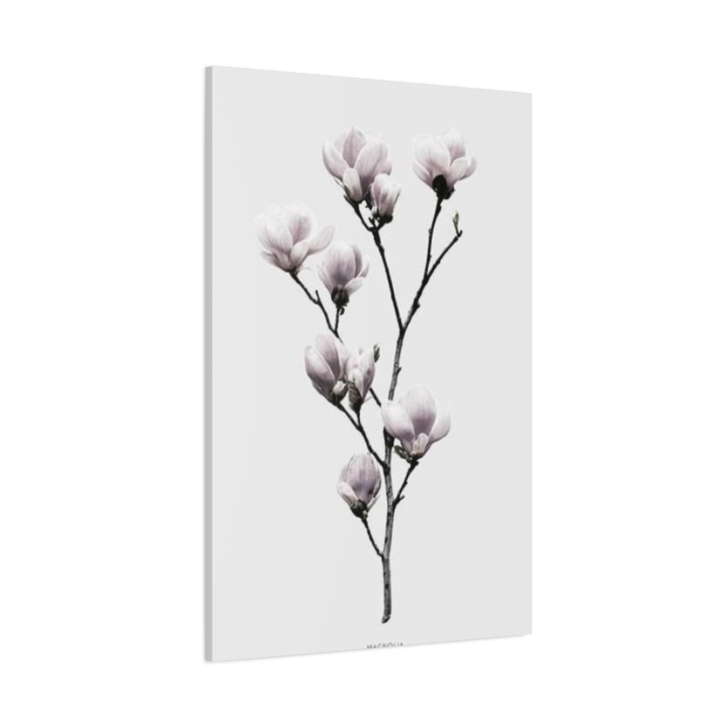 Beautiful Pink Magnolia Flower Wall Art & Canvas Prints