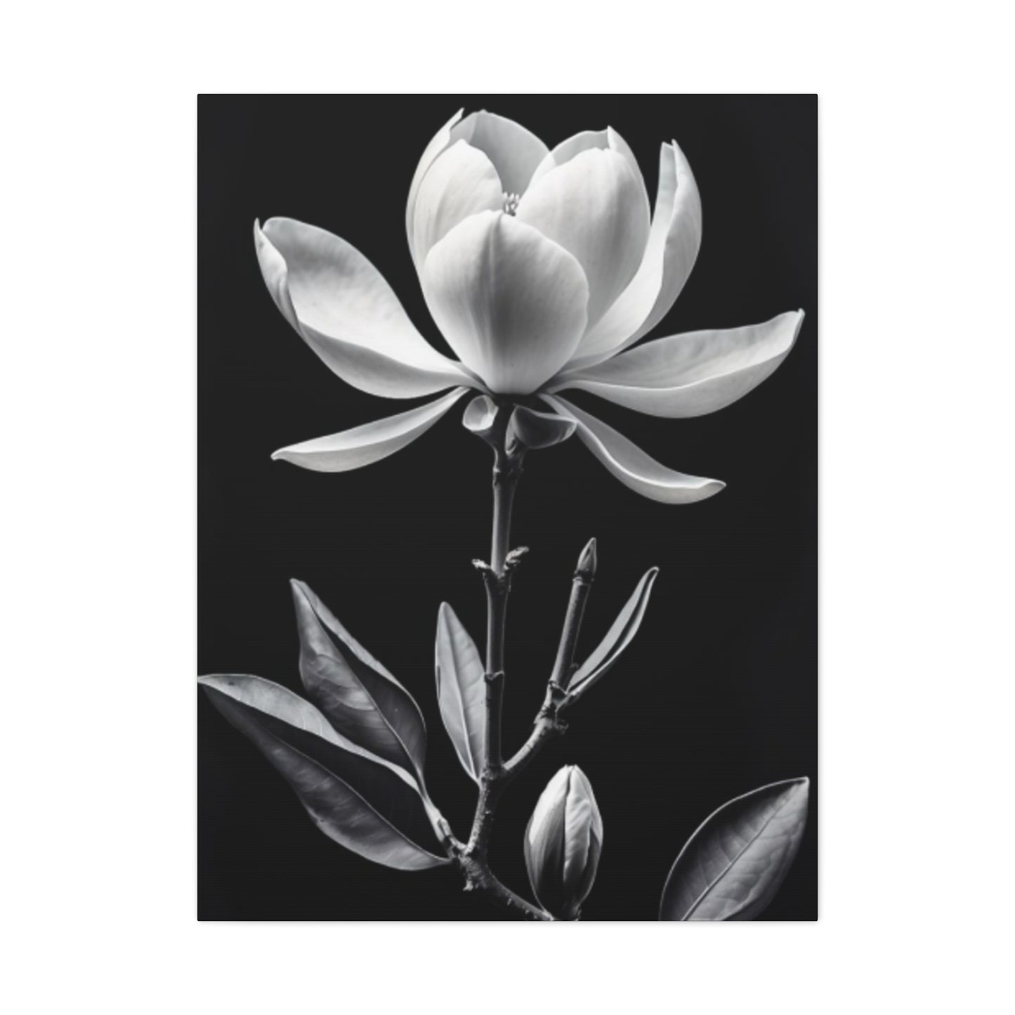 Monochrome Magnolia Flower Plant Wall Art & Canvas Prints