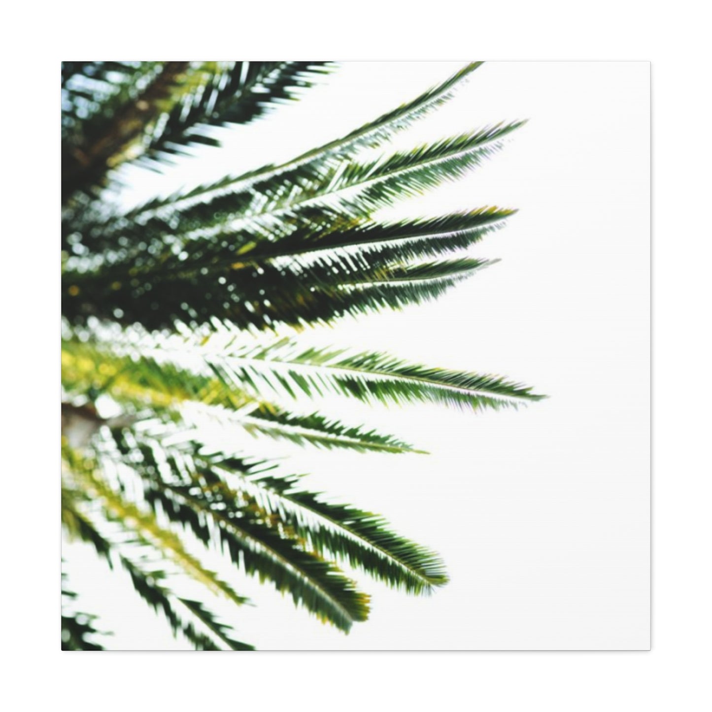 Palm Tree Leaves Wall Art & Canvas Prints