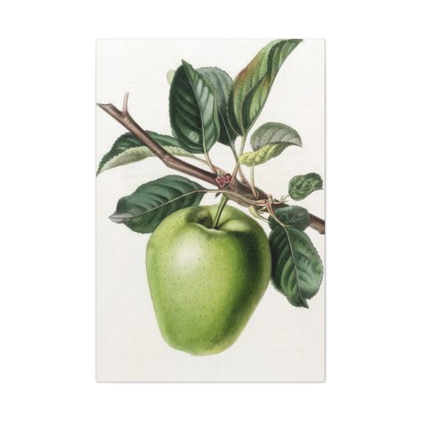 Pear Wall Art & Canvas Prints