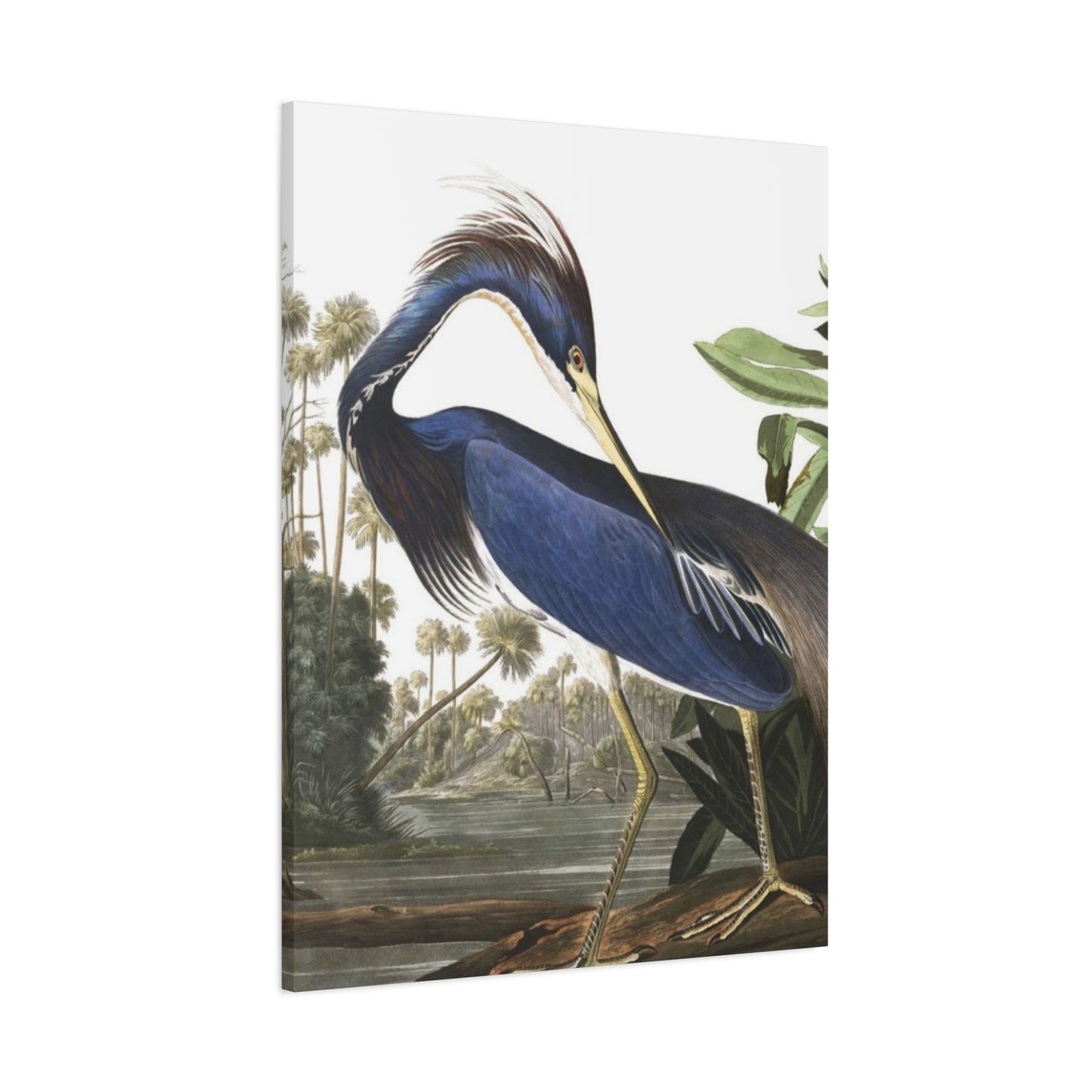 Beautiful Herons Wall Art & Canvas Prints