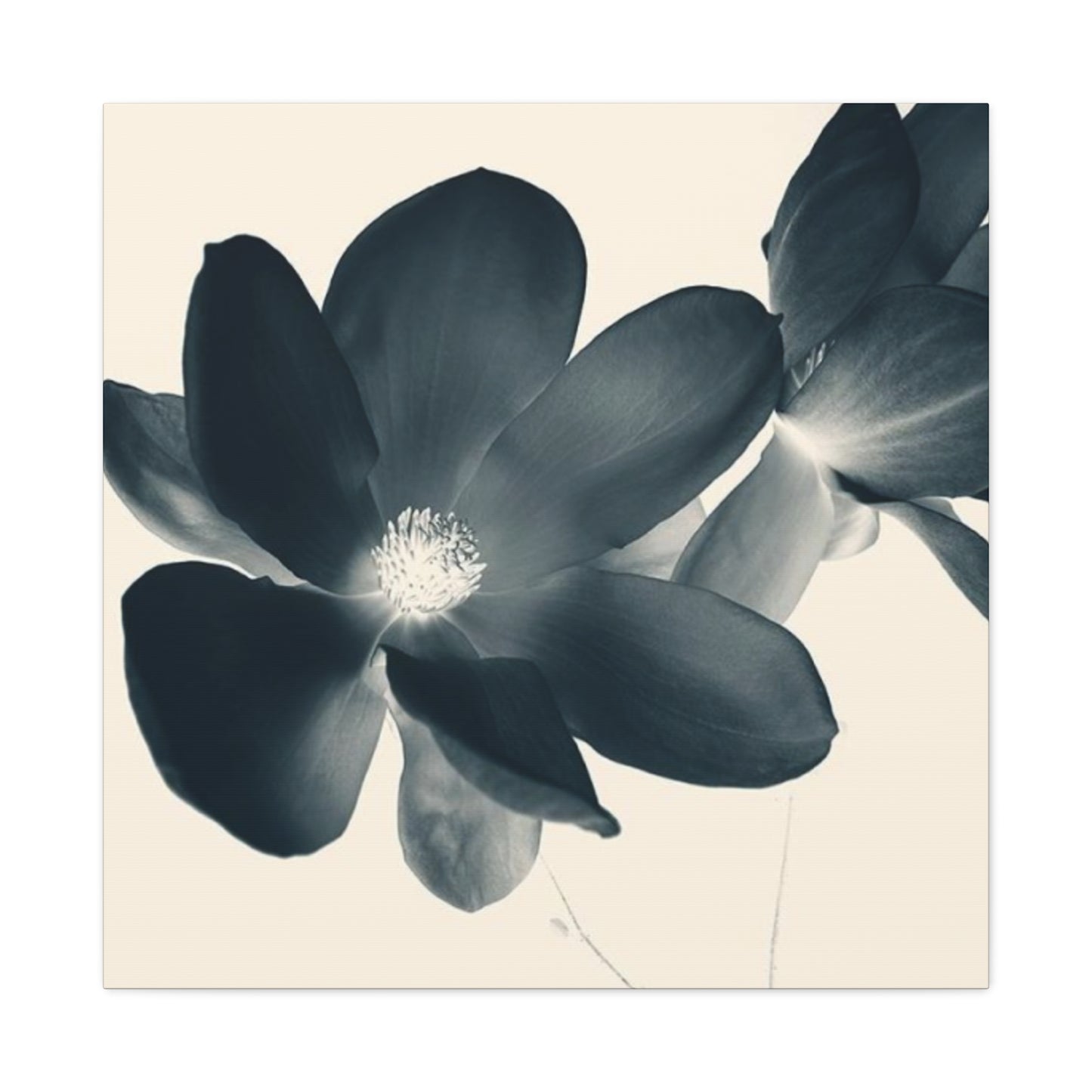 Black Magnolia Flower Wall Art & Canvas Prints