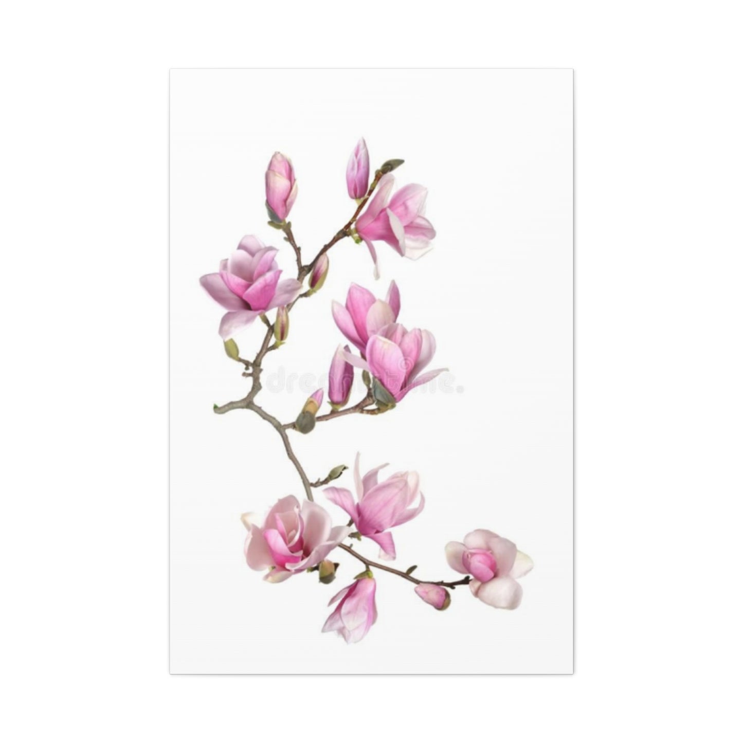 Beautiful Pink Magnolia Flower Painting Wall Art & Canvas Prints