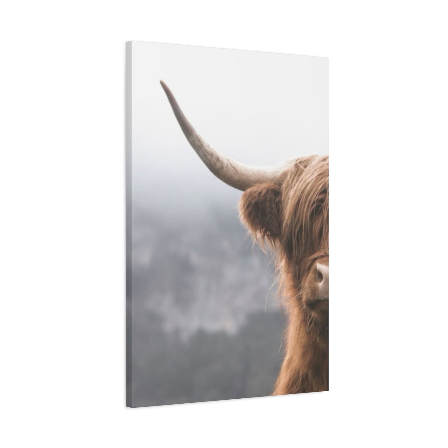 Longhorn Photos Wall Art & Canvas Prints