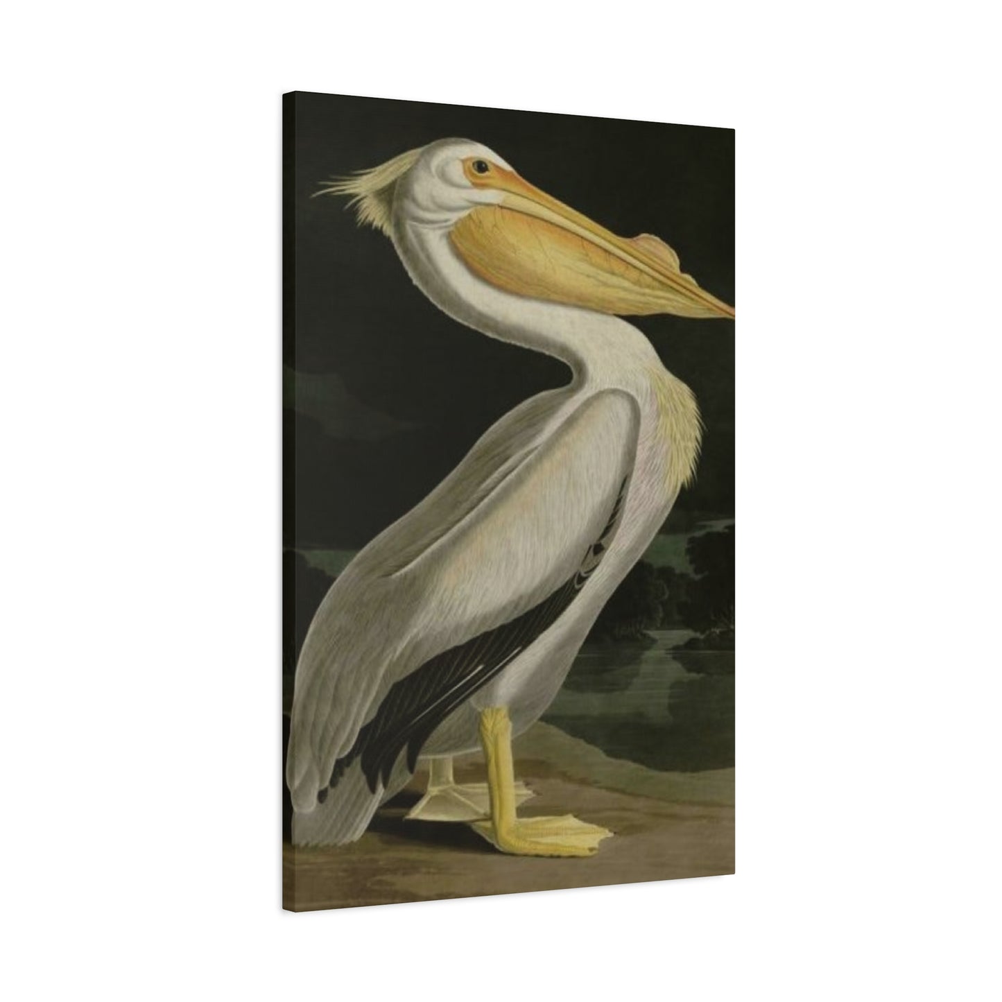 Fat Beak Pelican Poster Wall Art & Canvas Prints