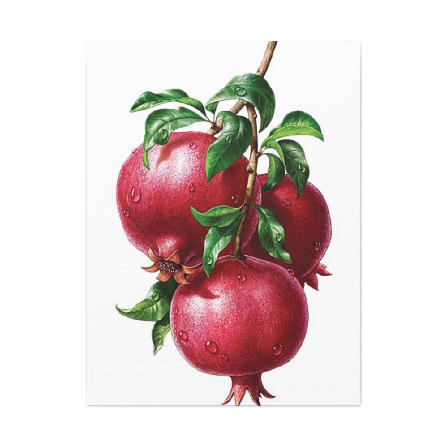 Pomegranate Wall Art & Canvas Prints