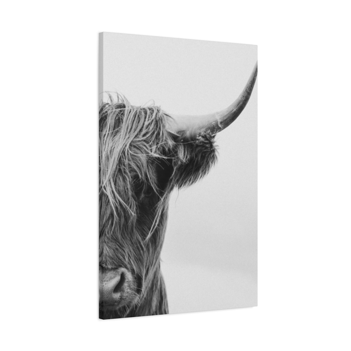 Wild Hairy Bull Longhorn Wall Art & Canvas Prints