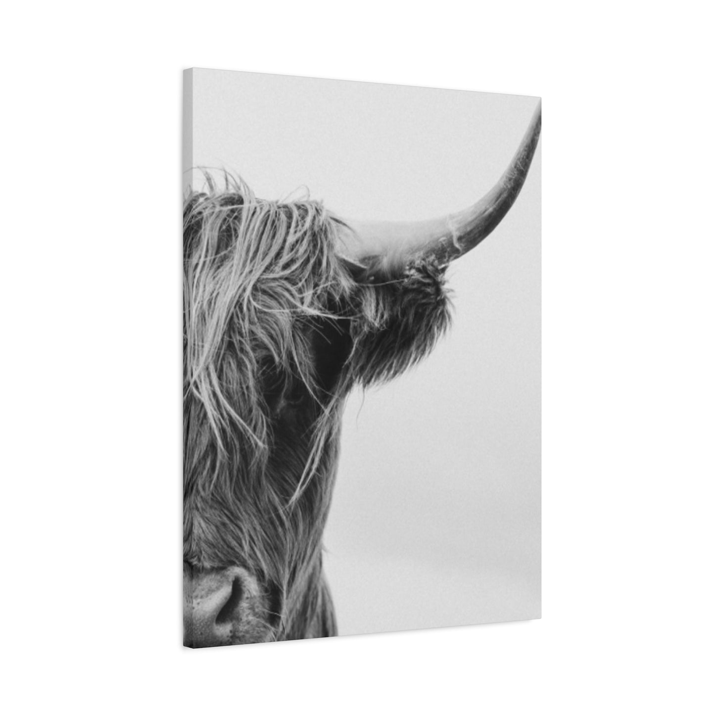 Wild Hairy Bull Longhorn Wall Art & Canvas Prints