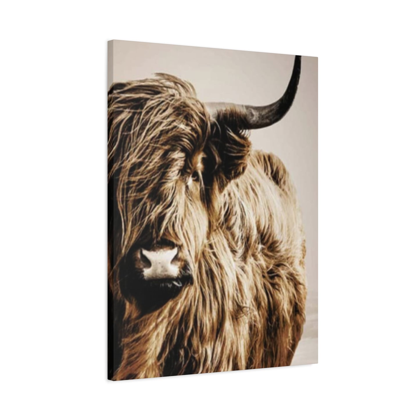 Wild Hairy Bull Longhorn Wall Art & Canvas Prints