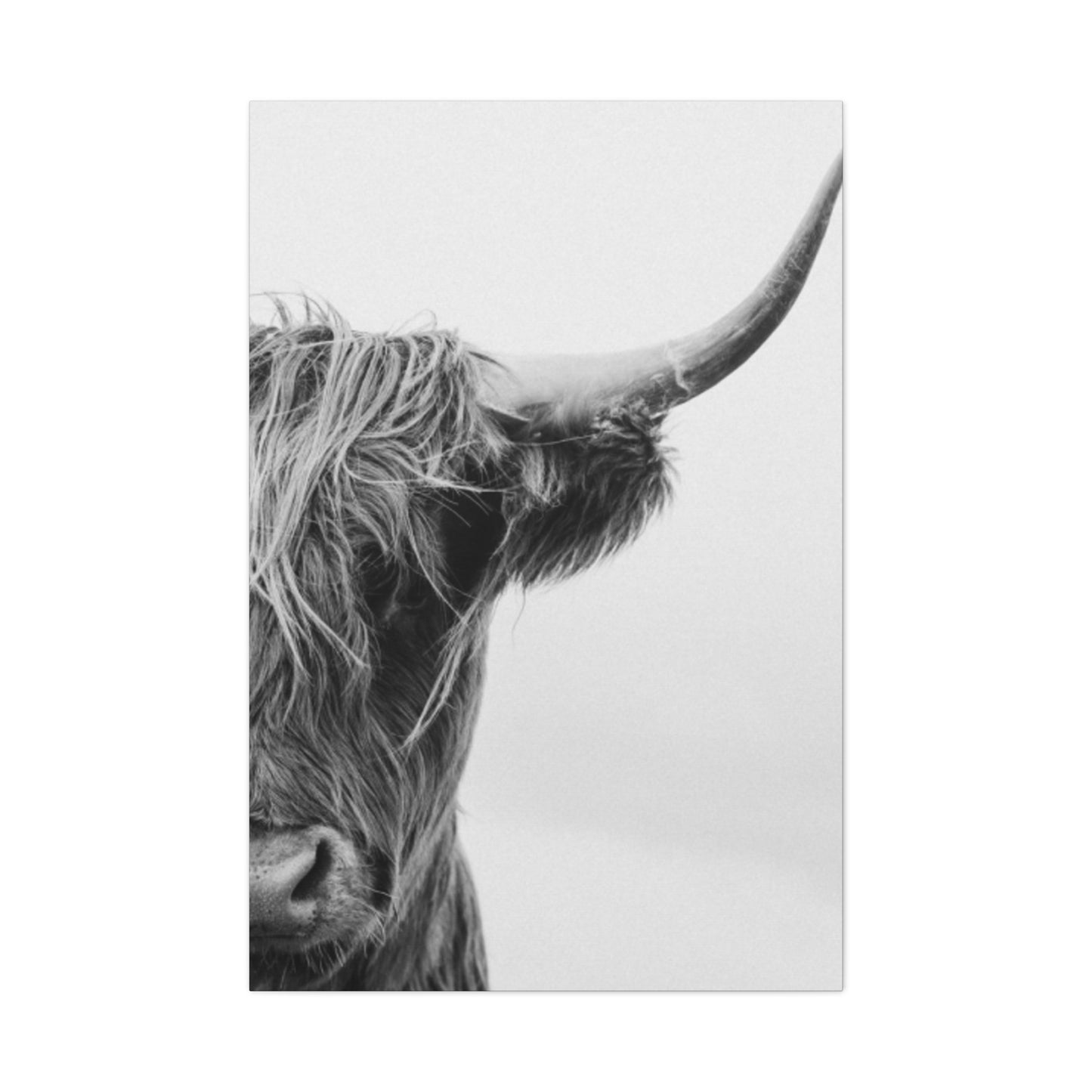 Wild Hairy Bull Longhorn Wall Art & Canvas Prints