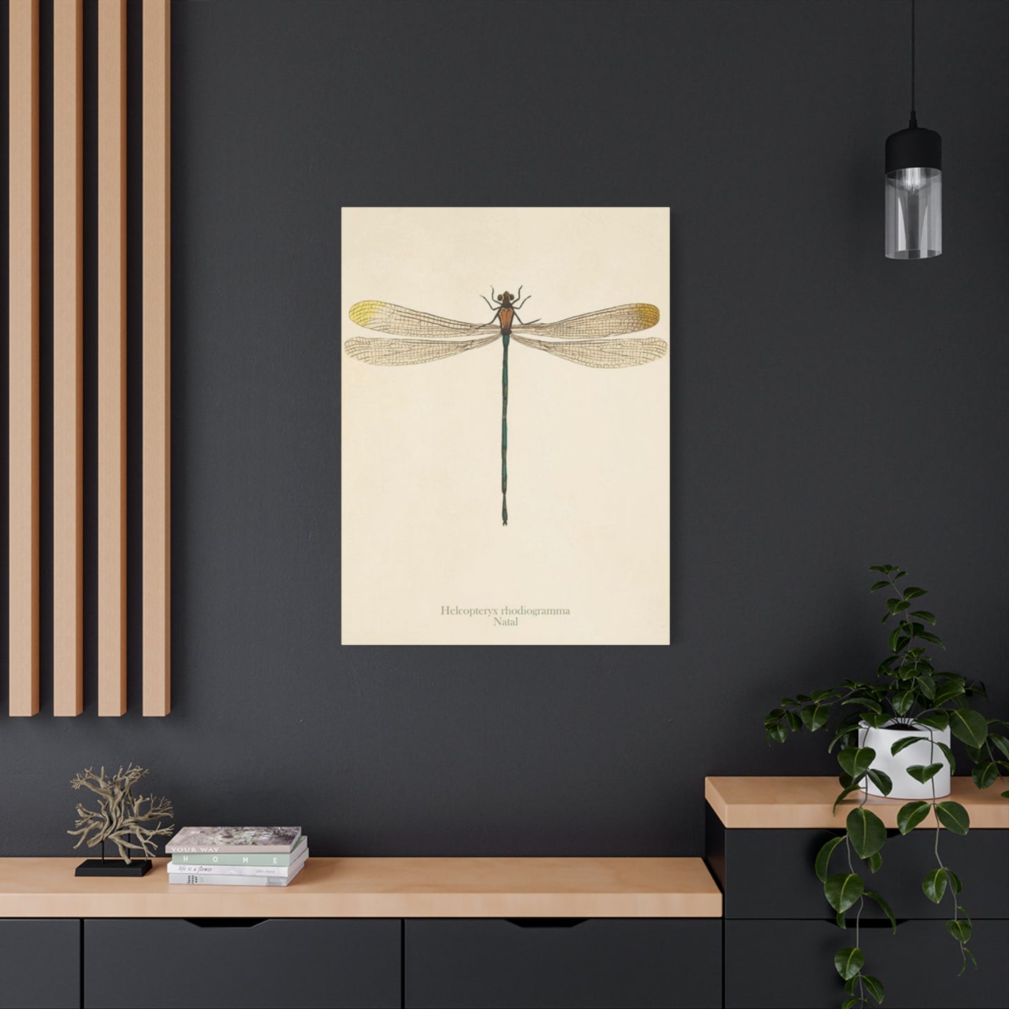 Long Tail Dragonfly Wall Art & Canvas Prints