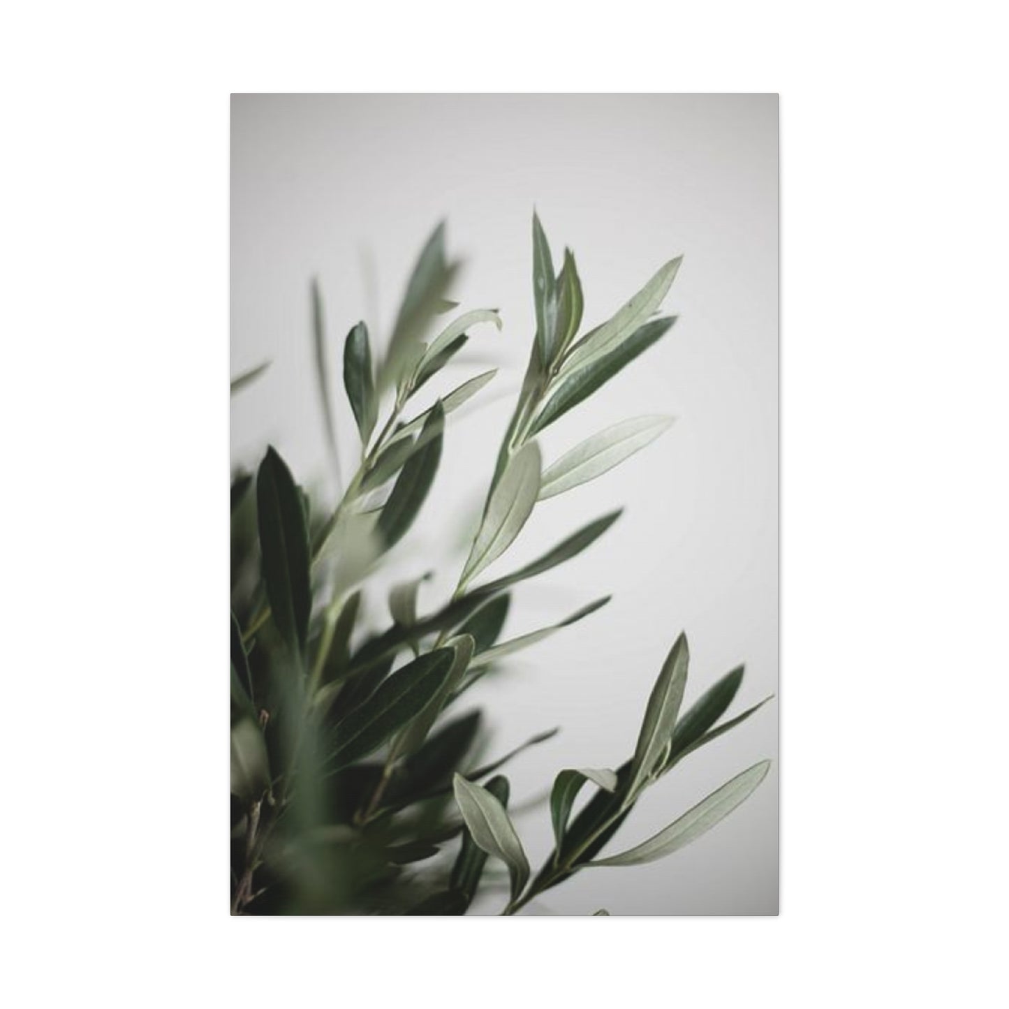 Plant Olive Green Wall Art & Canvas Prints