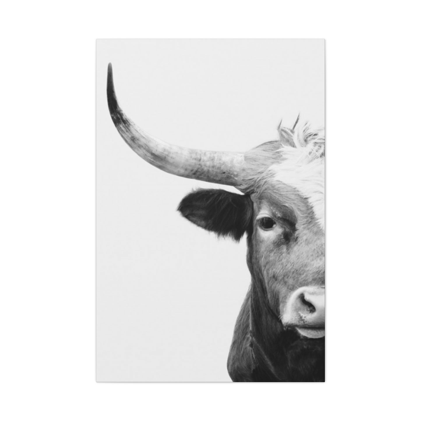 Bull Longhorn Photography Wall Art & Canvas Prints