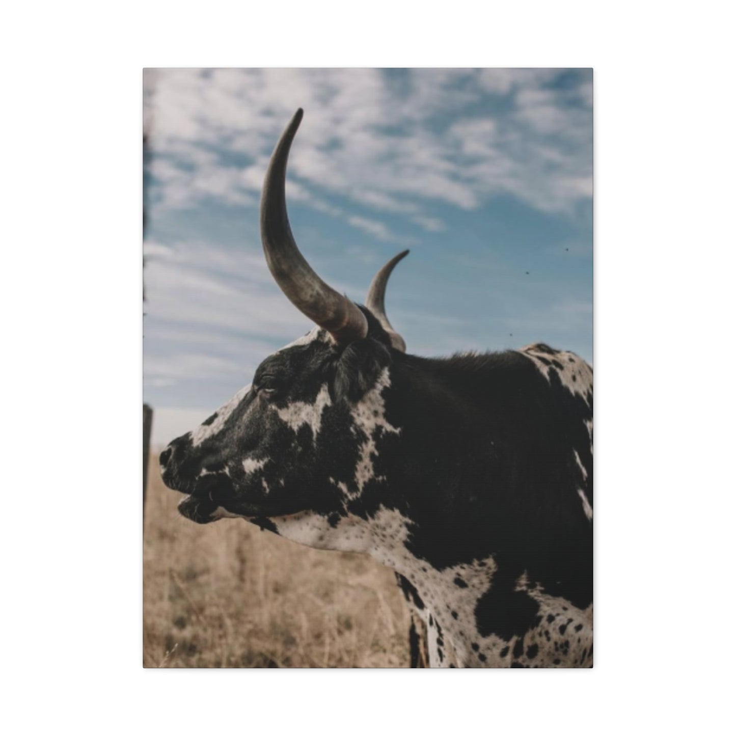 Wild Buffalo Curvy Longhorn Wall Art & Canvas Prints