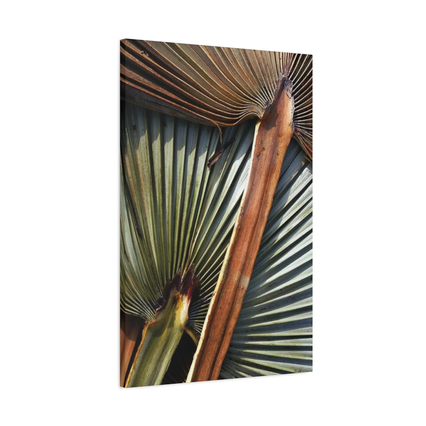 Palm Tree Leaves Close Up Wall Art & Canvas Prints