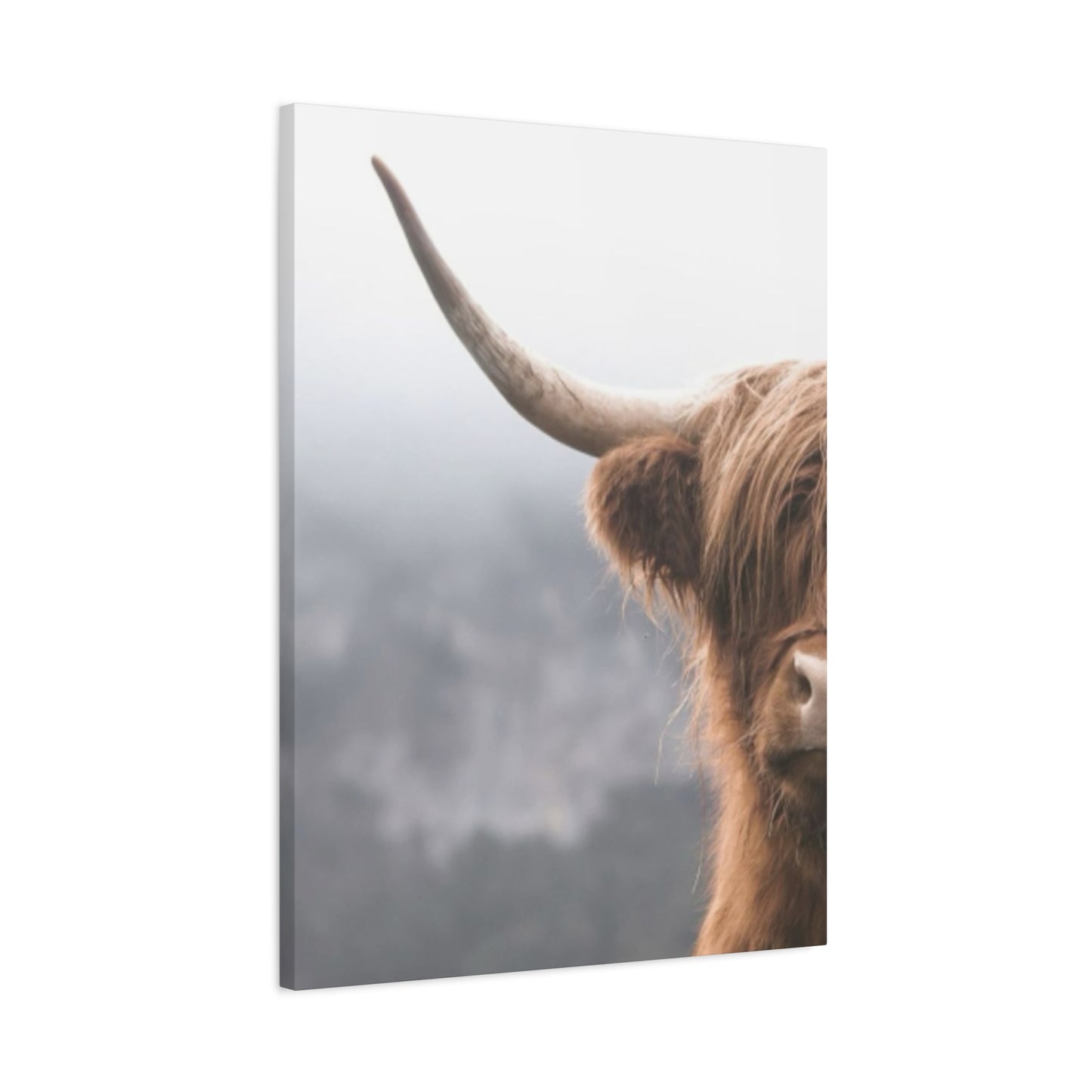 Longhorn Photos Wall Art & Canvas Prints