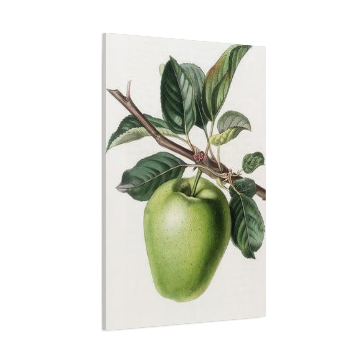 Pear Wall Art & Canvas Prints