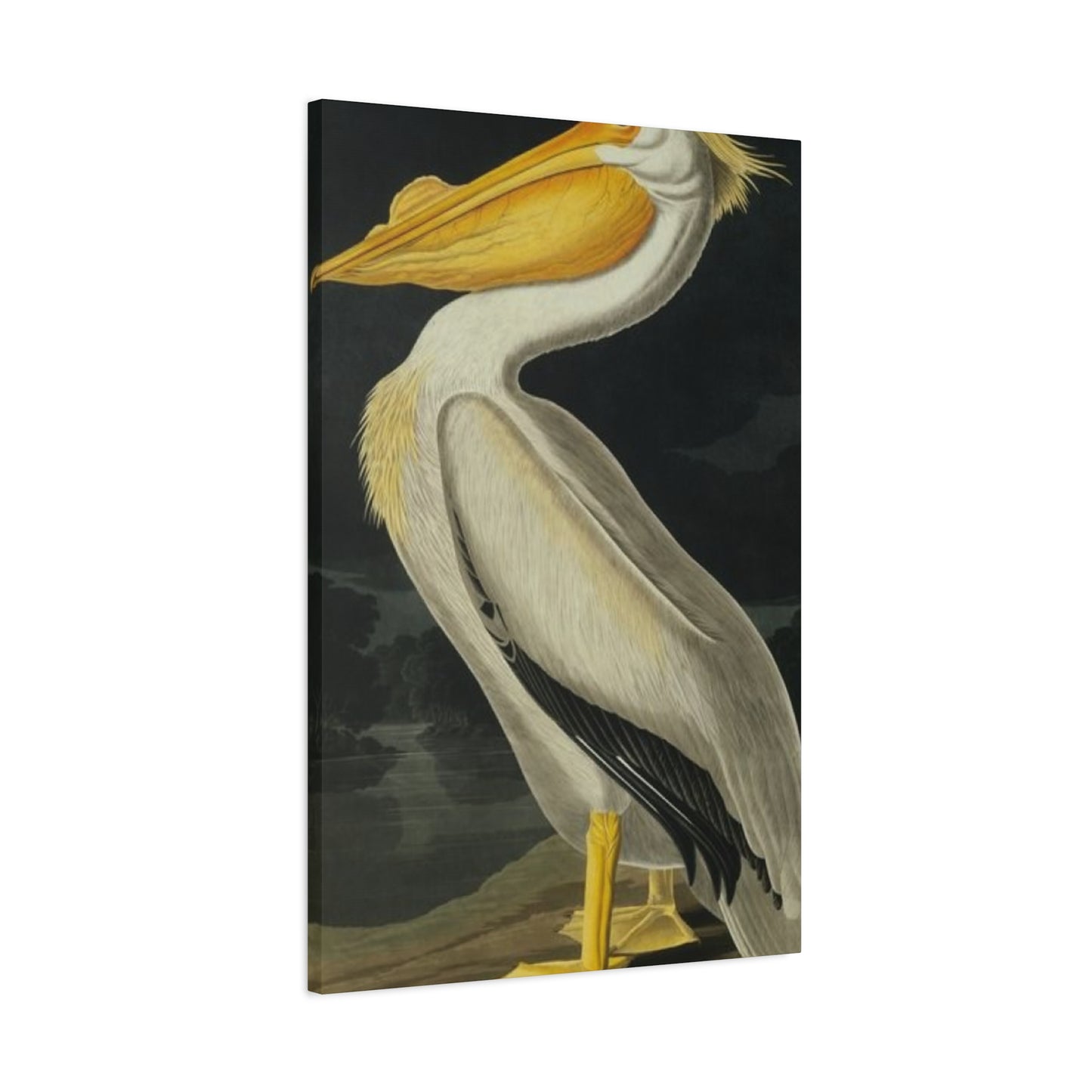 Fat Beak Pelican Painting Wall Art & Canvas Prints