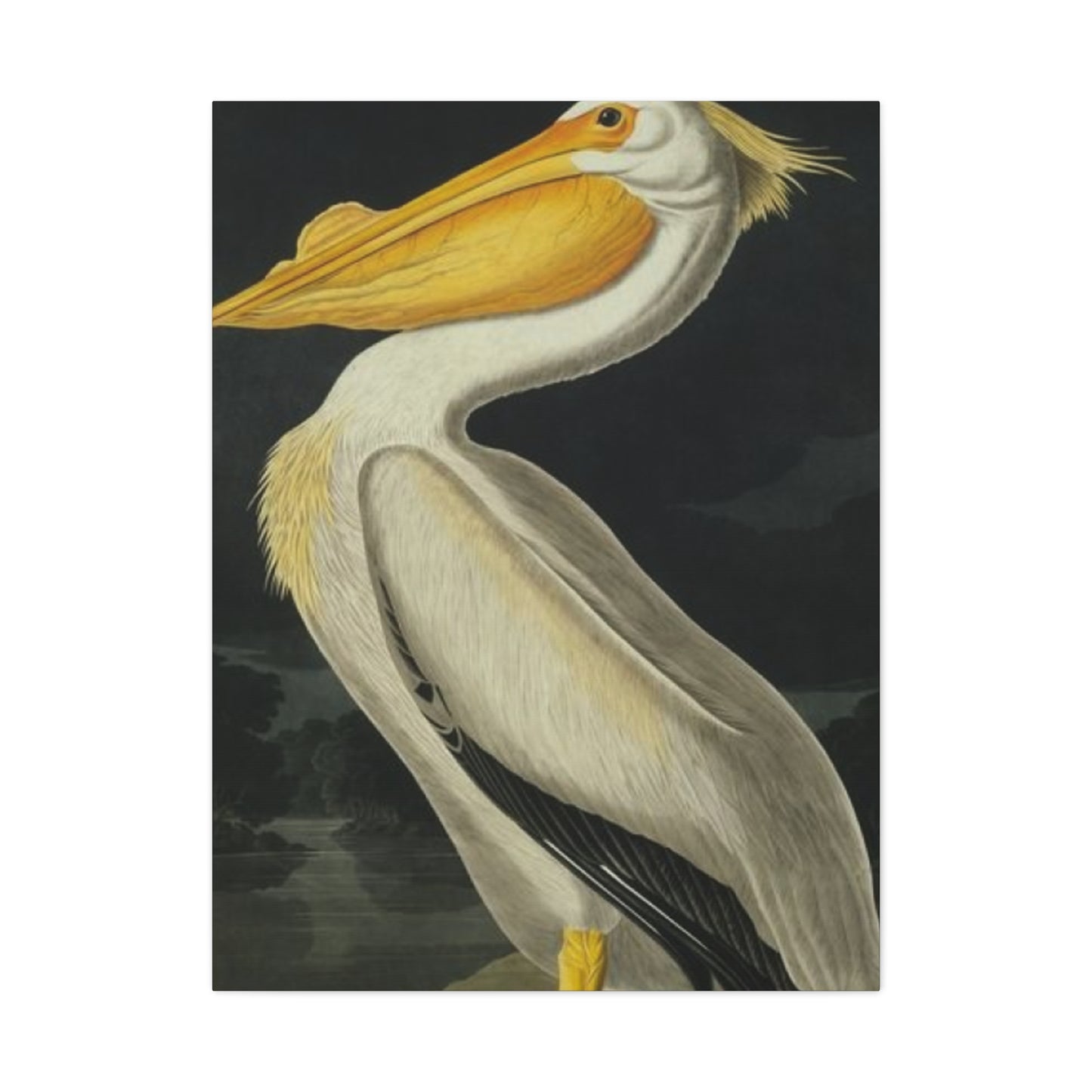 Fat Beak Pelican Painting Wall Art & Canvas Prints