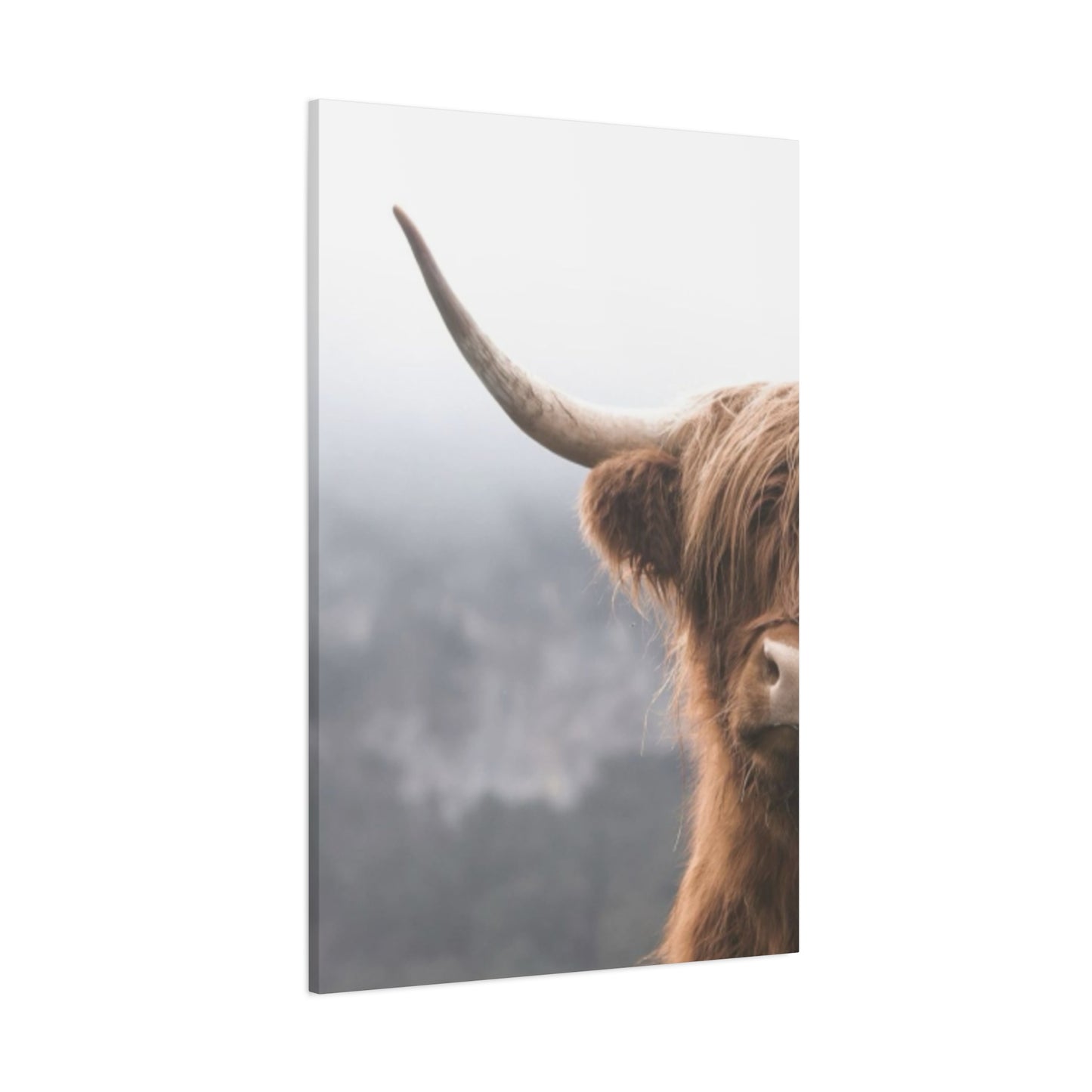 Longhorn Photos Wall Art & Canvas Prints