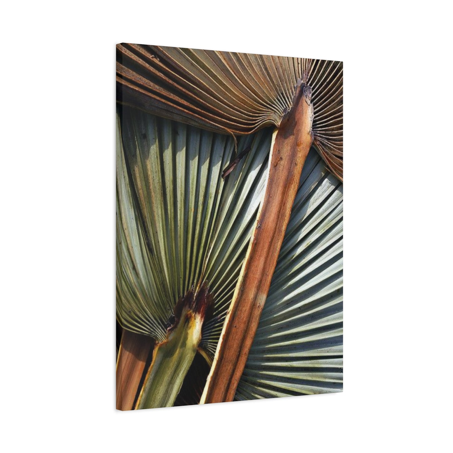 Palm Tree Leaves Close Up Wall Art & Canvas Prints