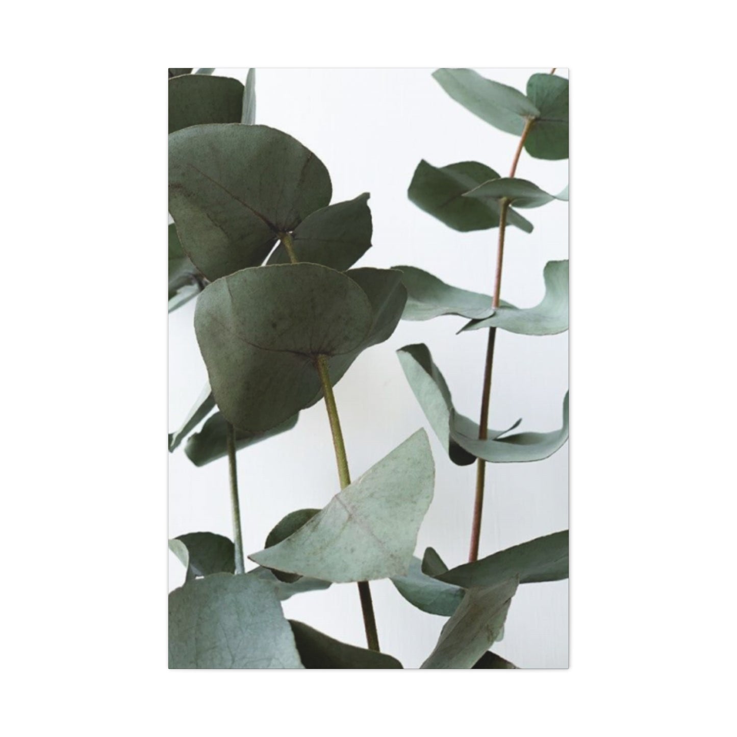 Eucalyptus Stem Wall Art & Canvas Prints