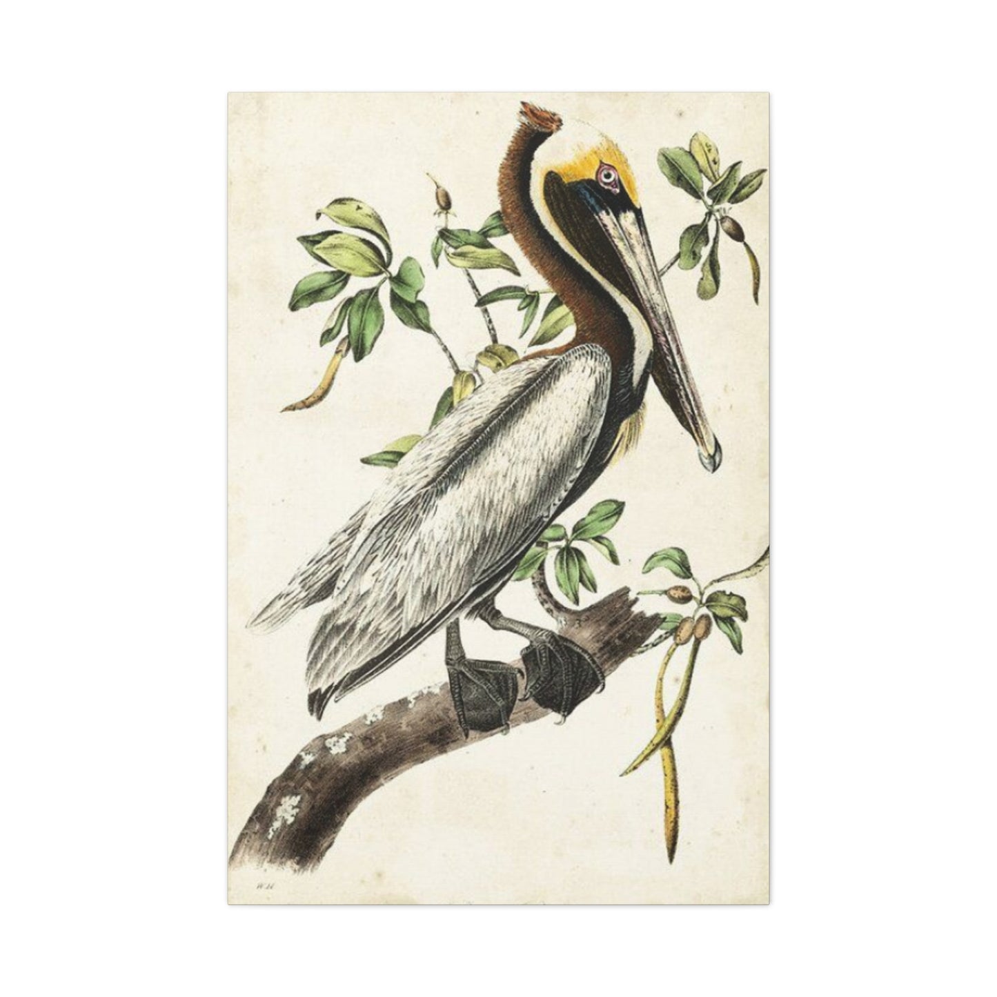 Pelican On A Branch Painting Wall Art & Canvas Prints