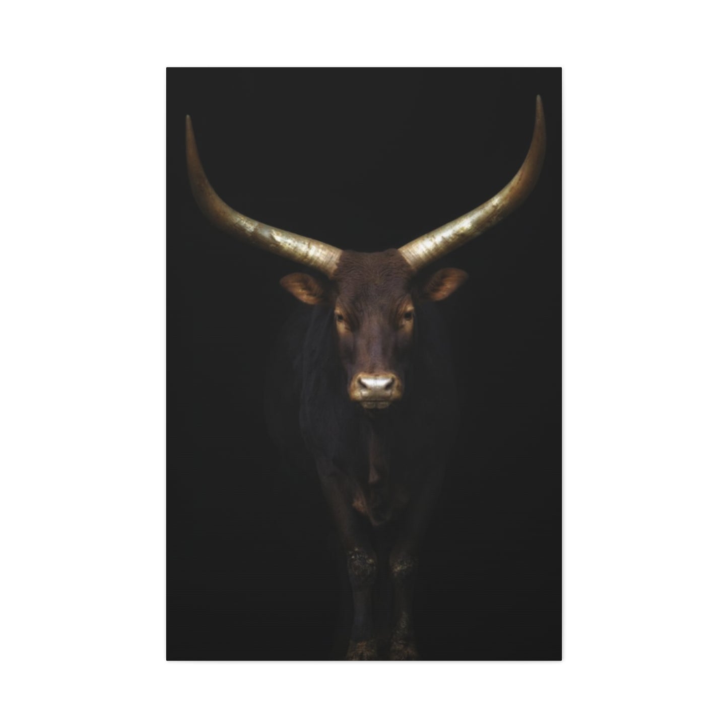 Wild Black Buffalo Longhorn Photos Wall Art & Canvas Prints