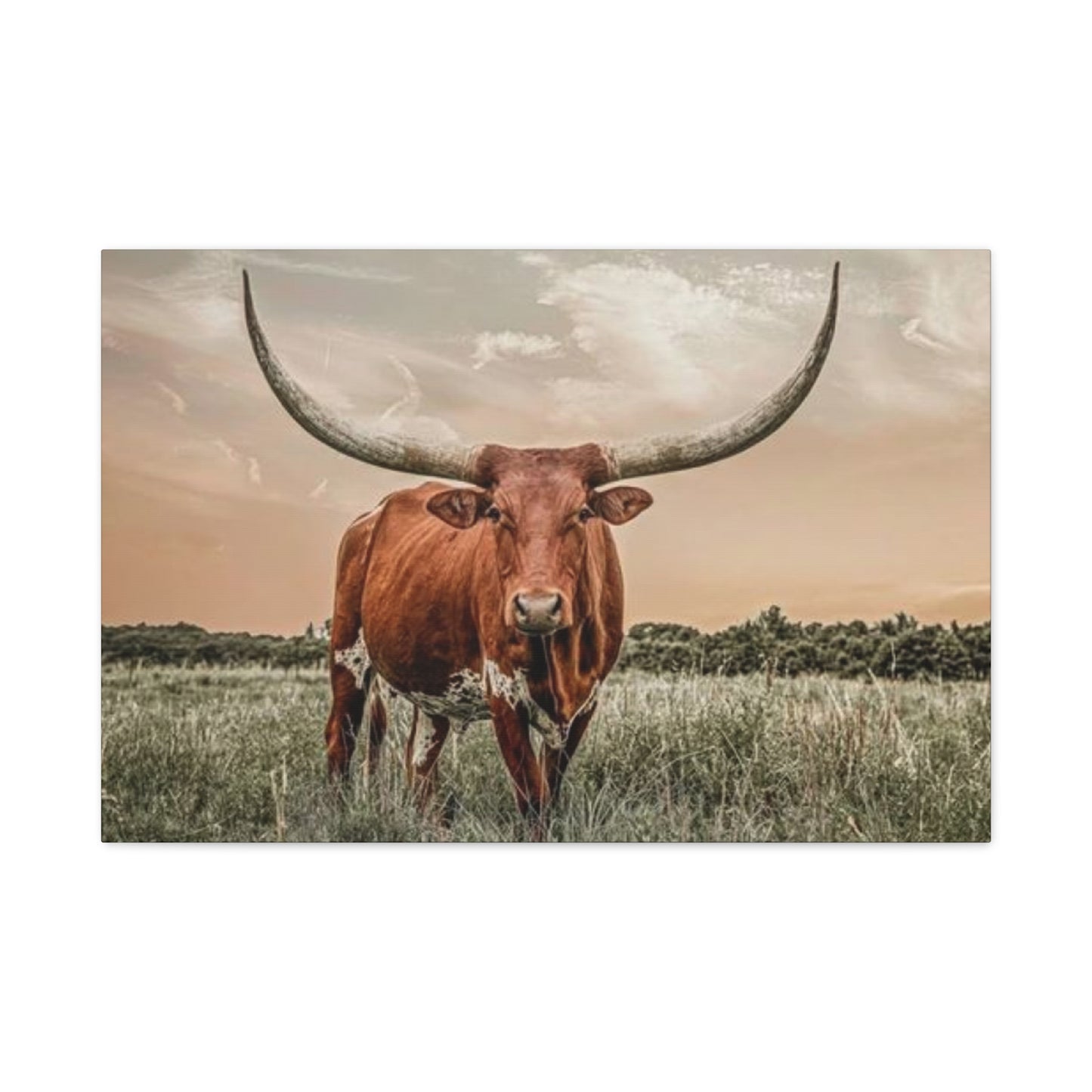 Hairy Buffalo U Shaped Long Horns Wall Art & Canvas Prints