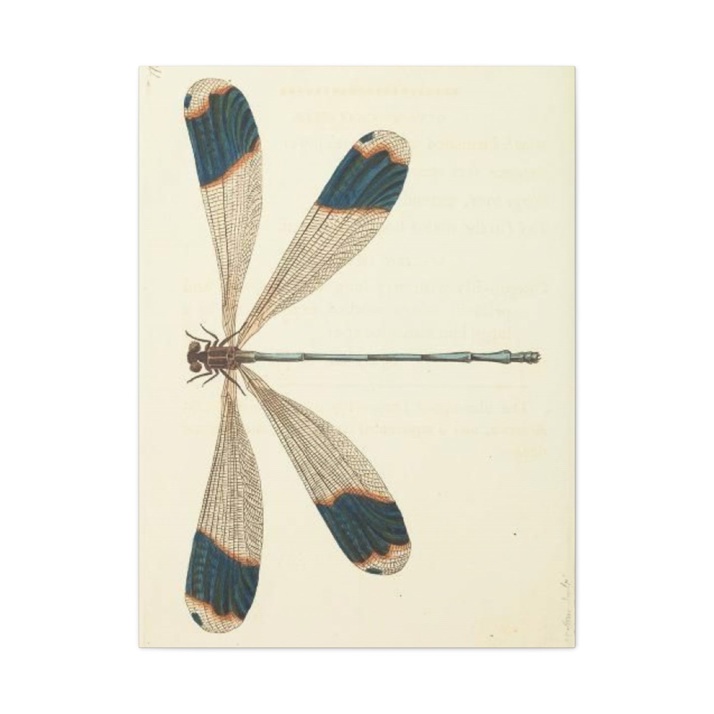 Earthy Blue Dragonfly Wall Art & Canvas Prints