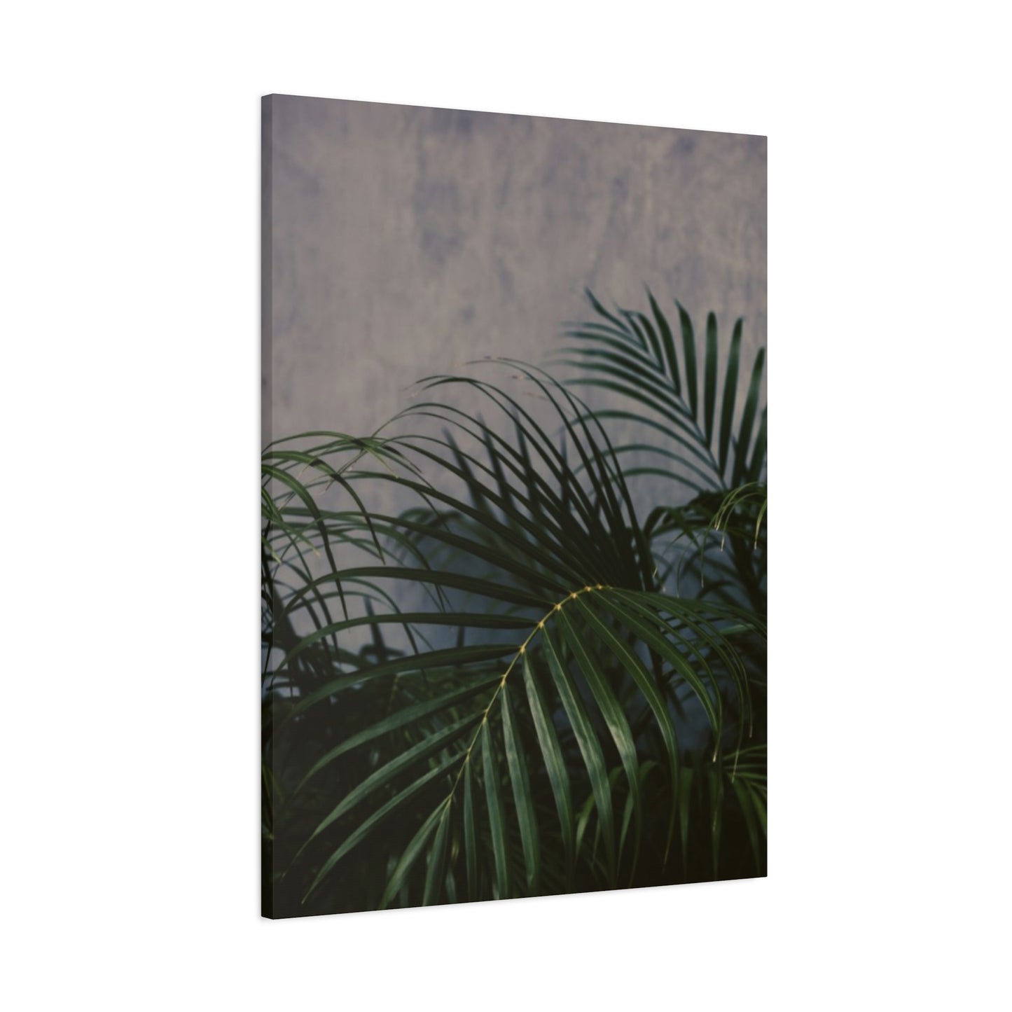 Leaves Of Palm Tree At Night Wall Art & Canvas Prints