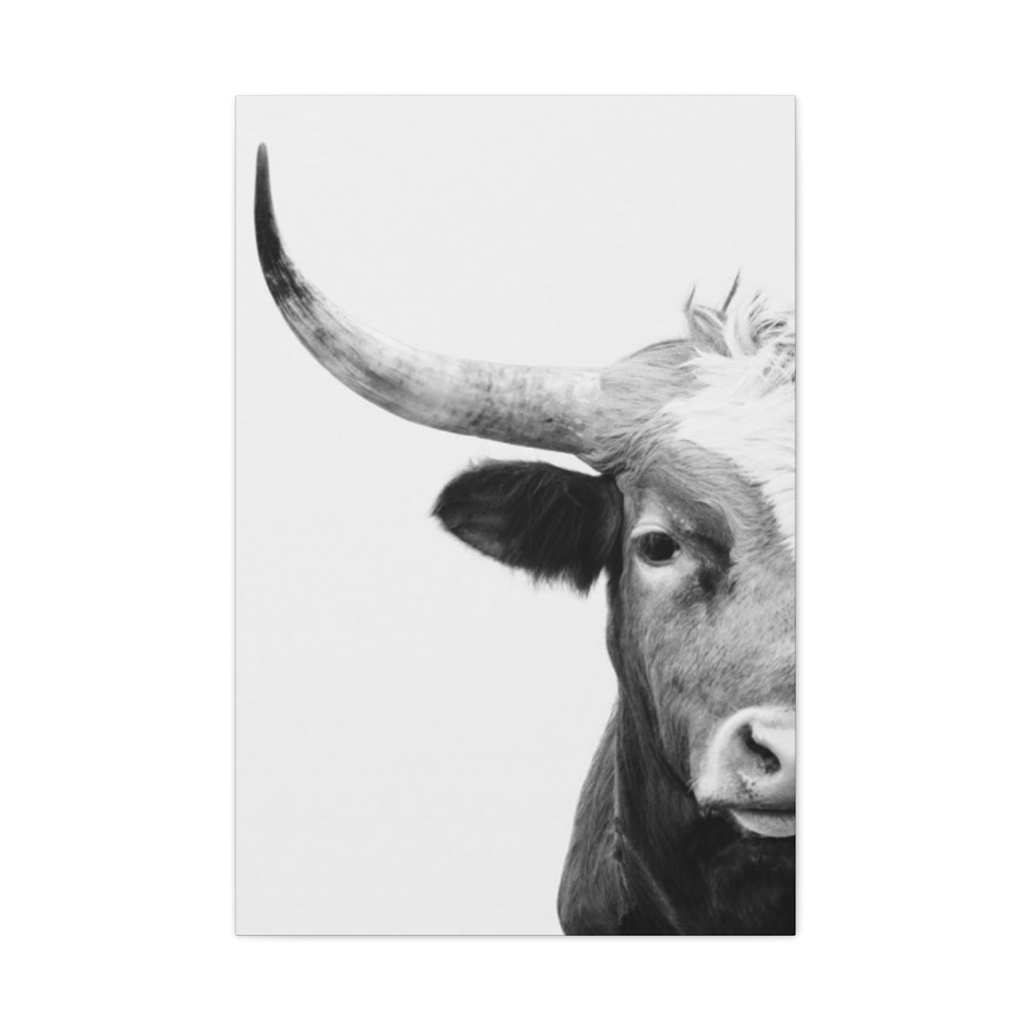 Bull Longhorn Photography Wall Art & Canvas Prints