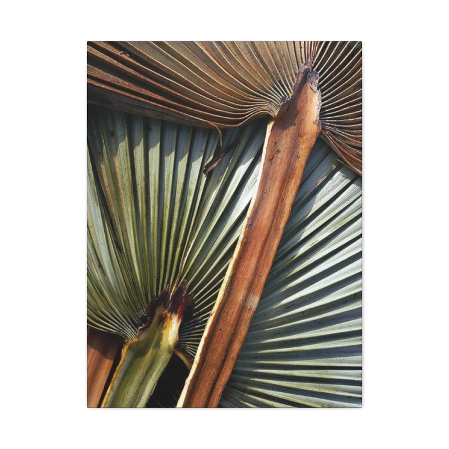 Palm Tree Leaves Close Up Wall Art & Canvas Prints